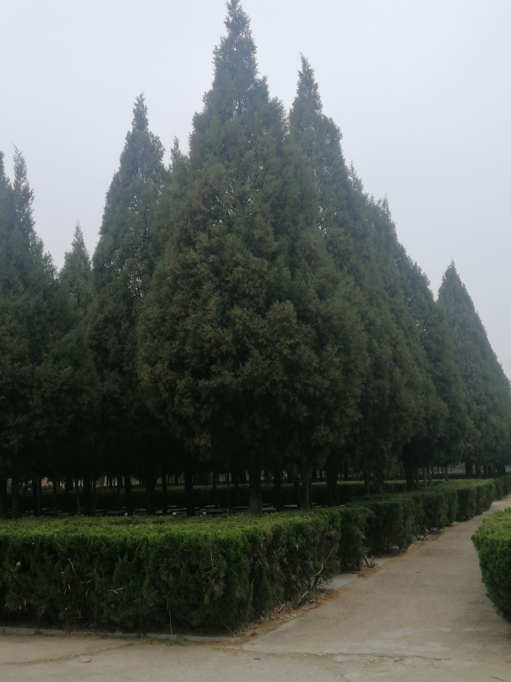 扎赉特旗森林公园旅行图片 3