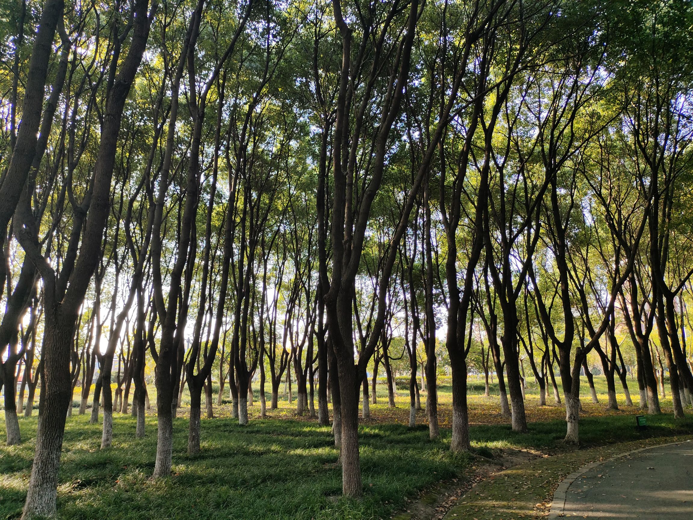绿洲公园旅行图片 3