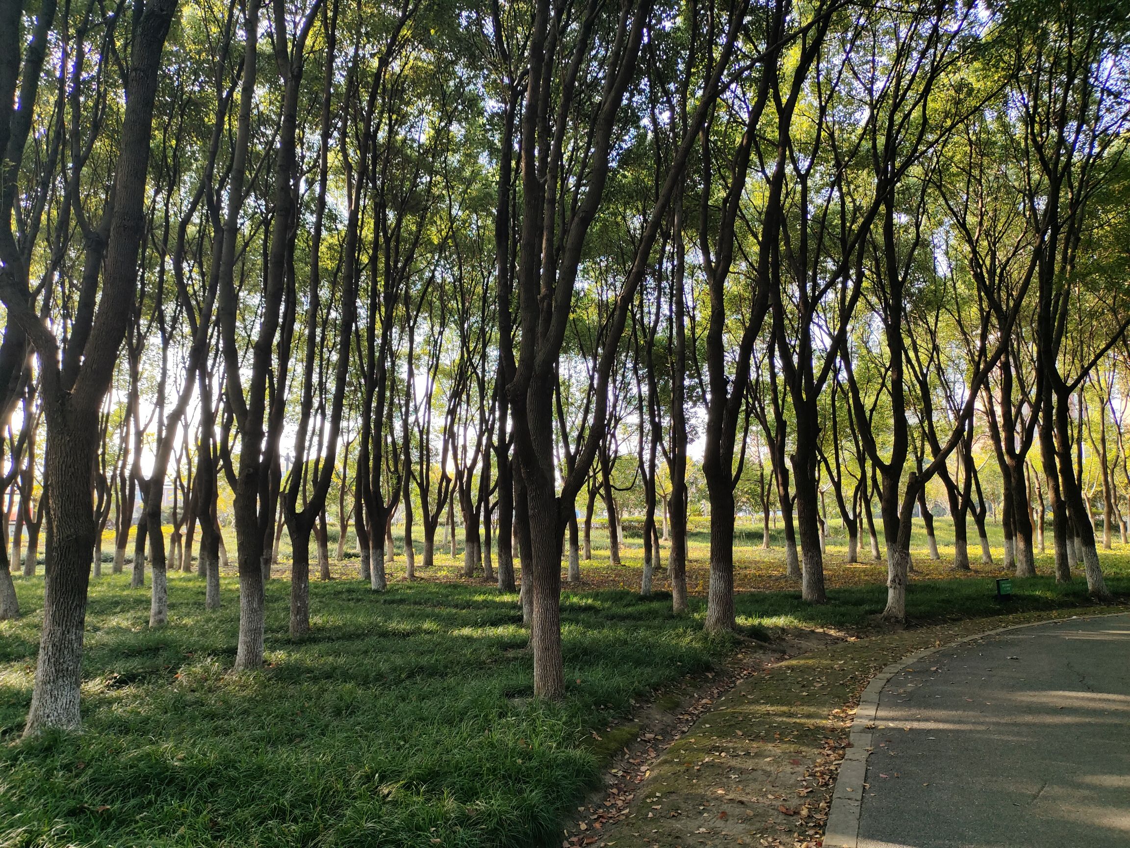 绿洲公园旅行图片 2