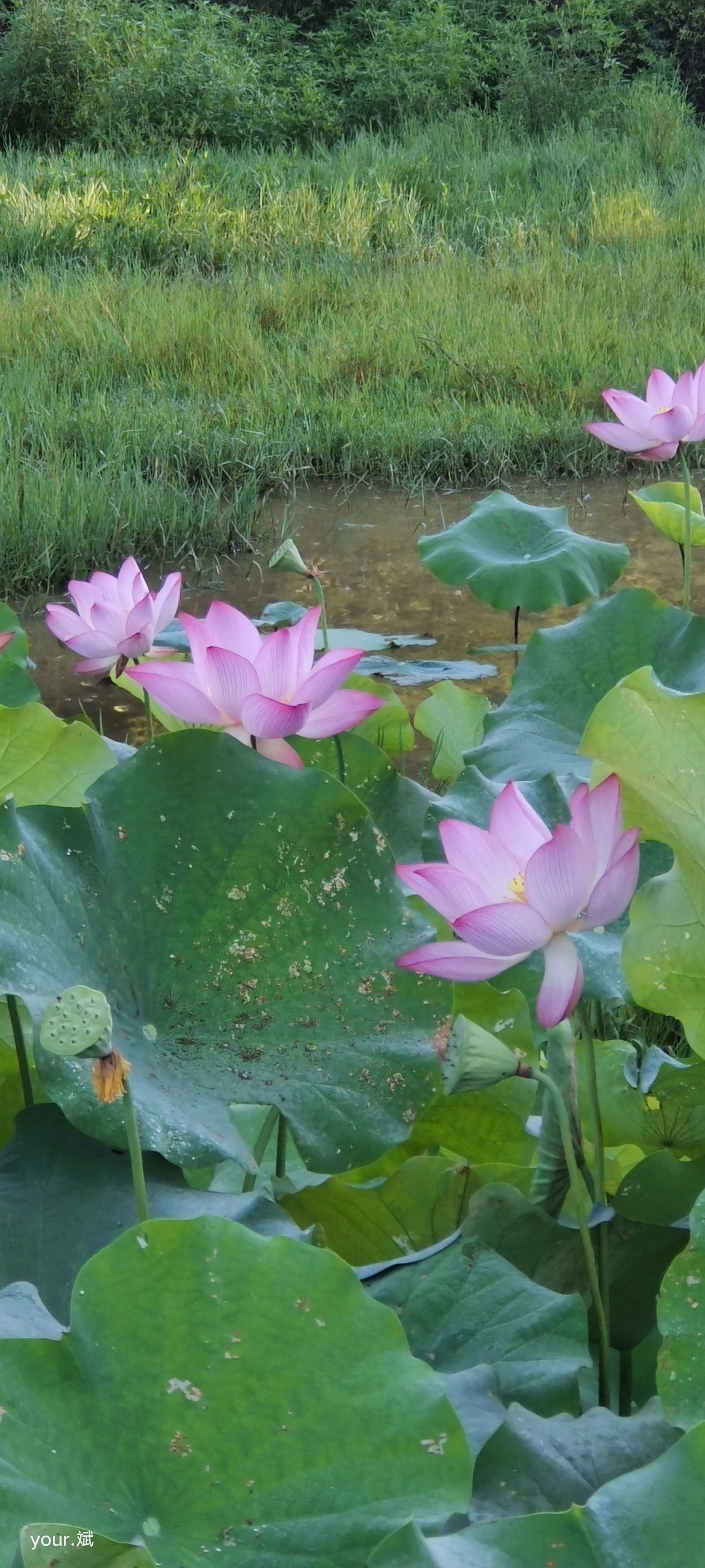 醉美荷湾旅行图片 1
