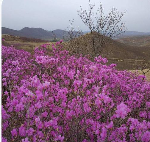 候家沟杜鹃山旅行图片 2
