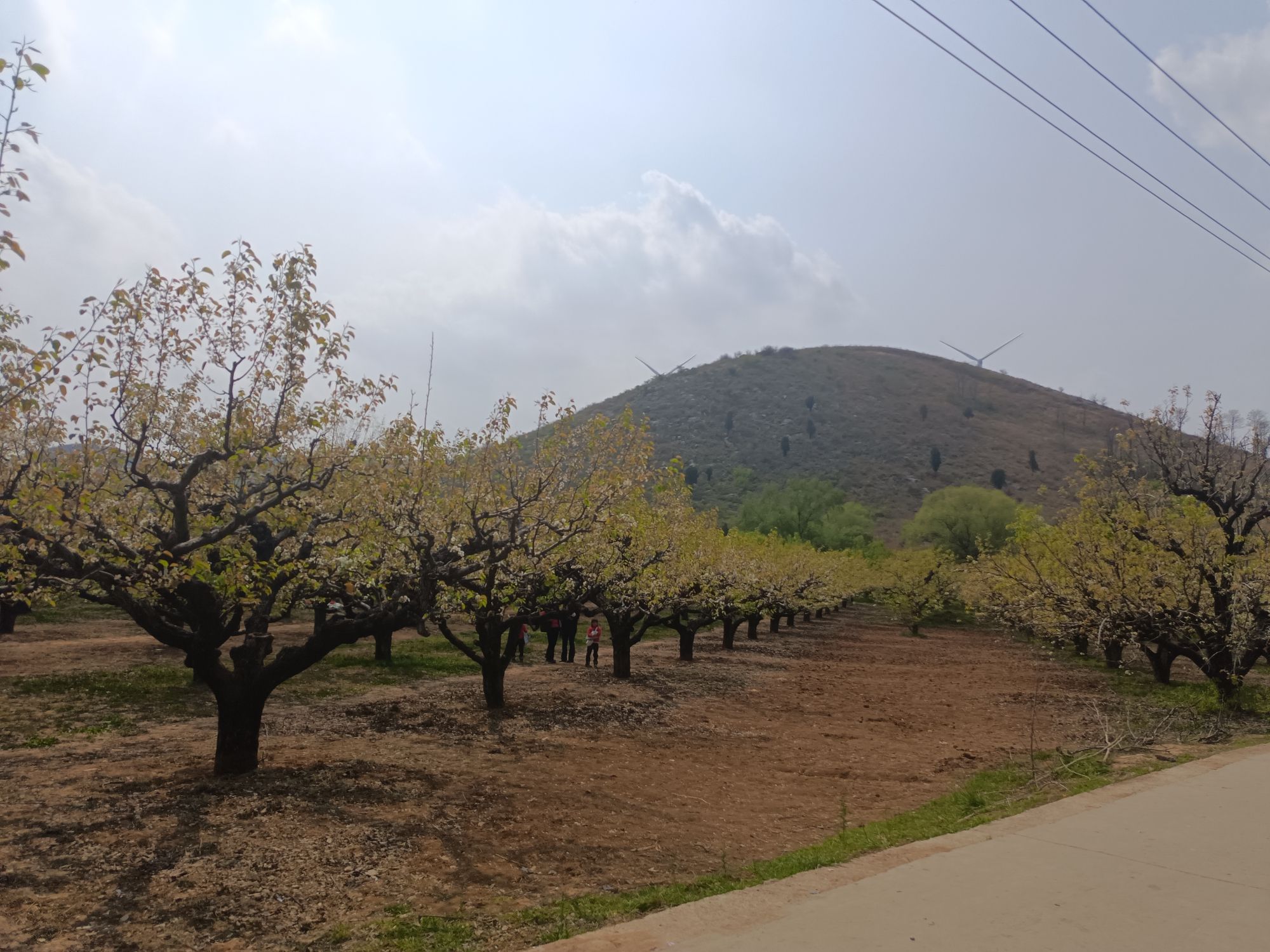 清水村梨花园旅行图片 1