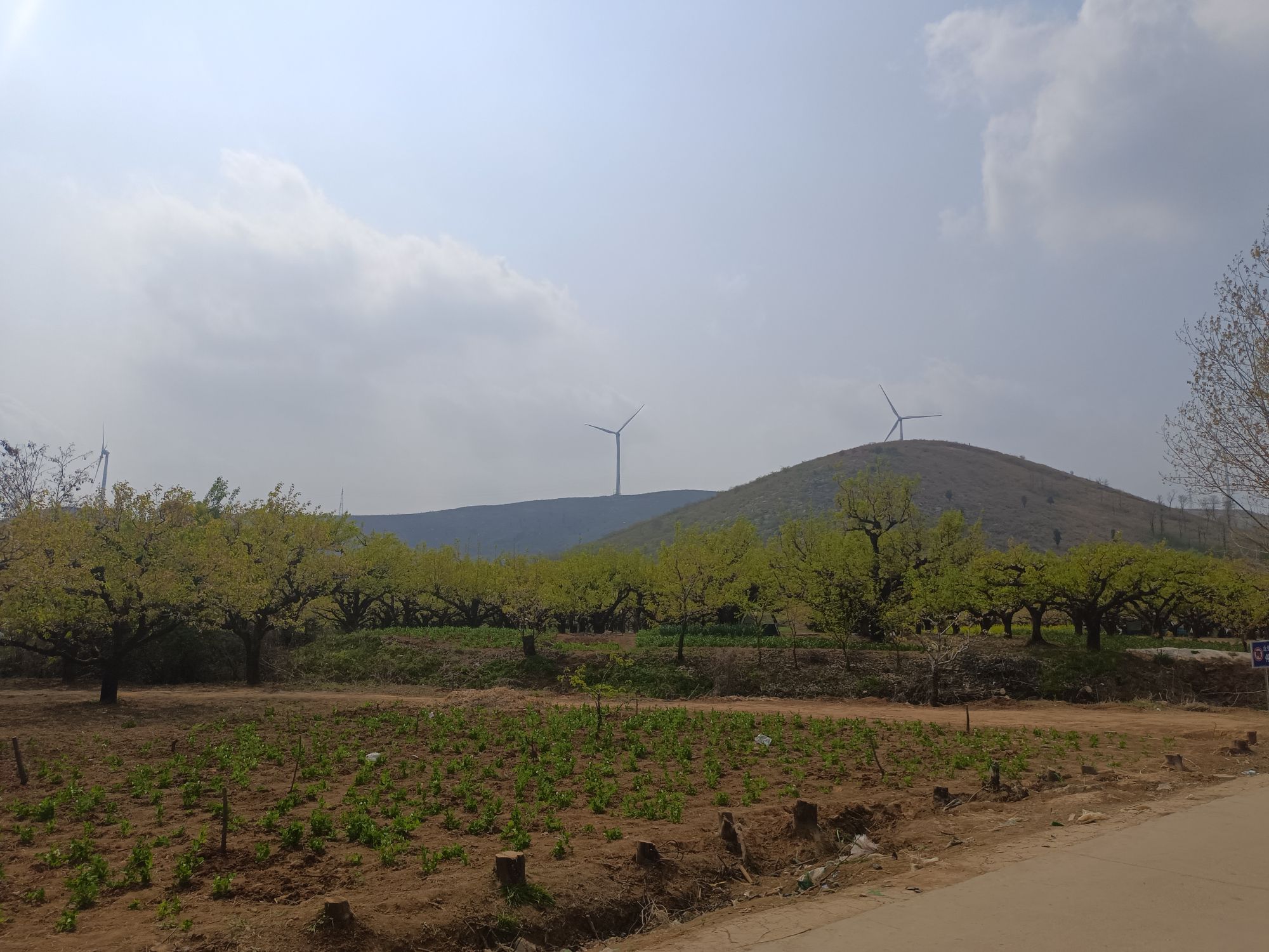 清水村梨花园旅行图片 2