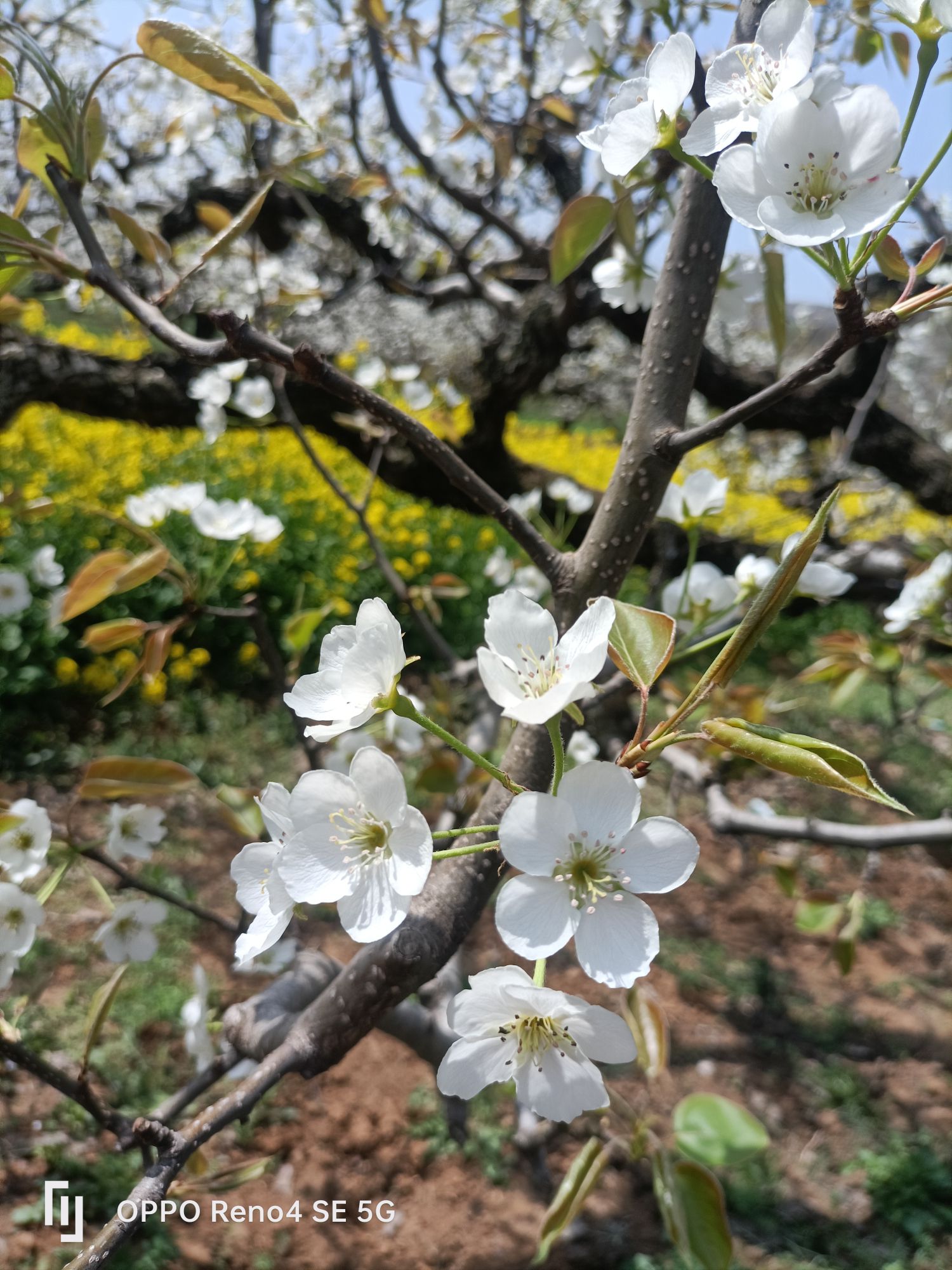清水村梨花园旅行图片 3
