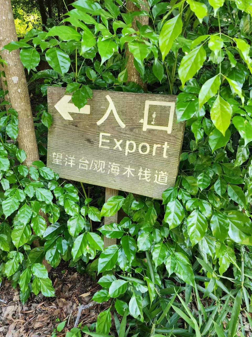 望洋台旅行图片 1