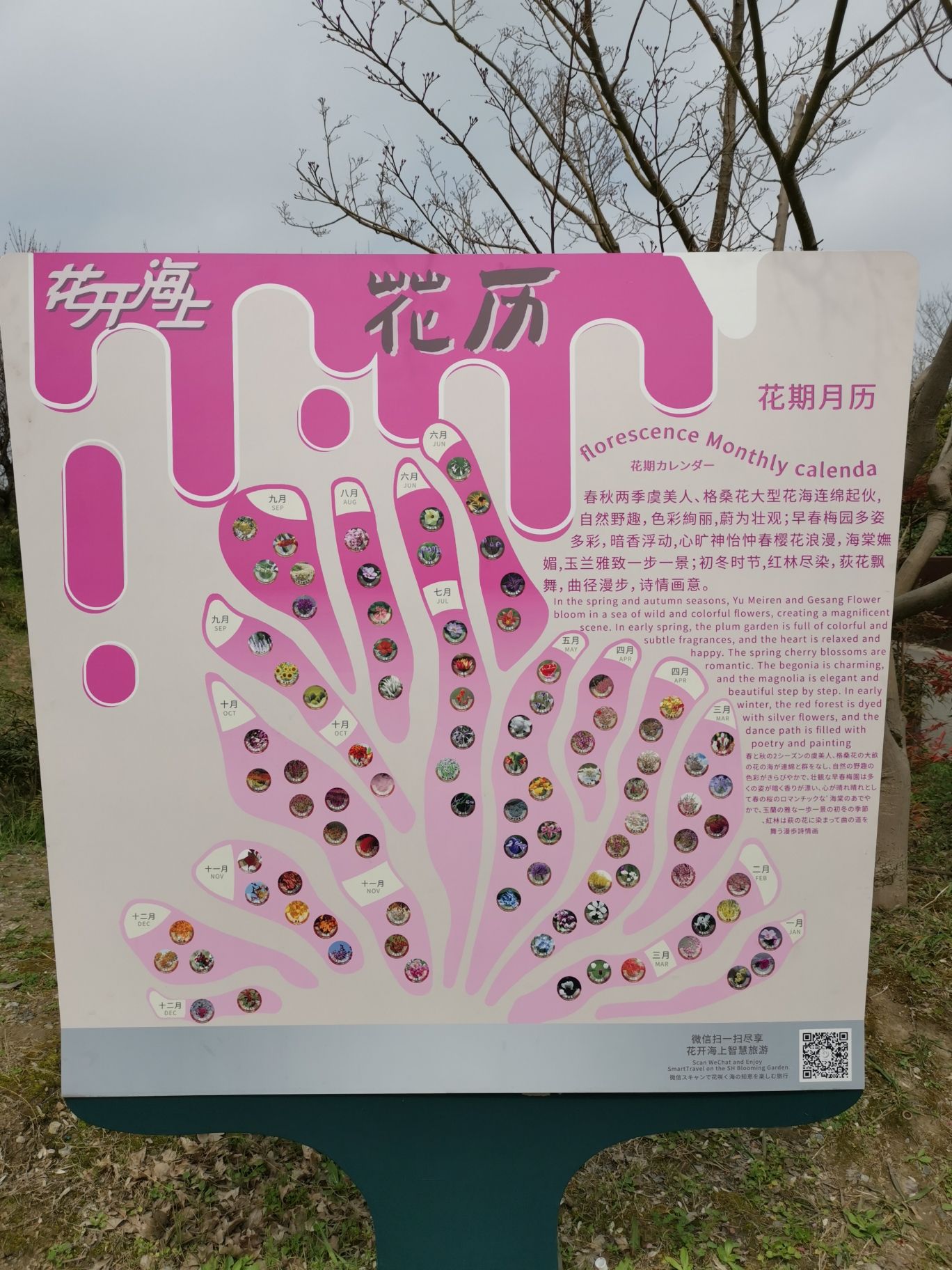 上海花开海上生态园旅行图片 1