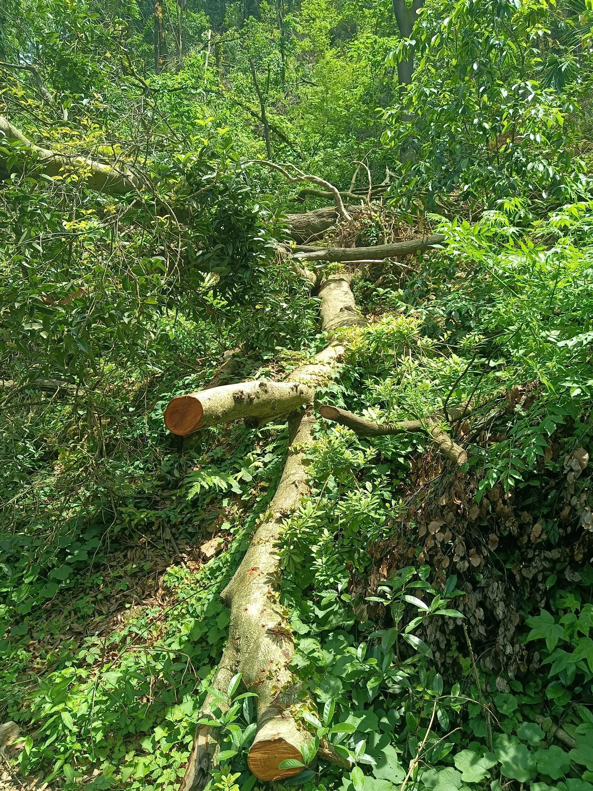 江苏大阳山国家森林公园-俯象峰旅行图片 2