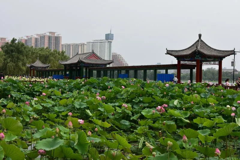 莲花池公园旅行图片 1