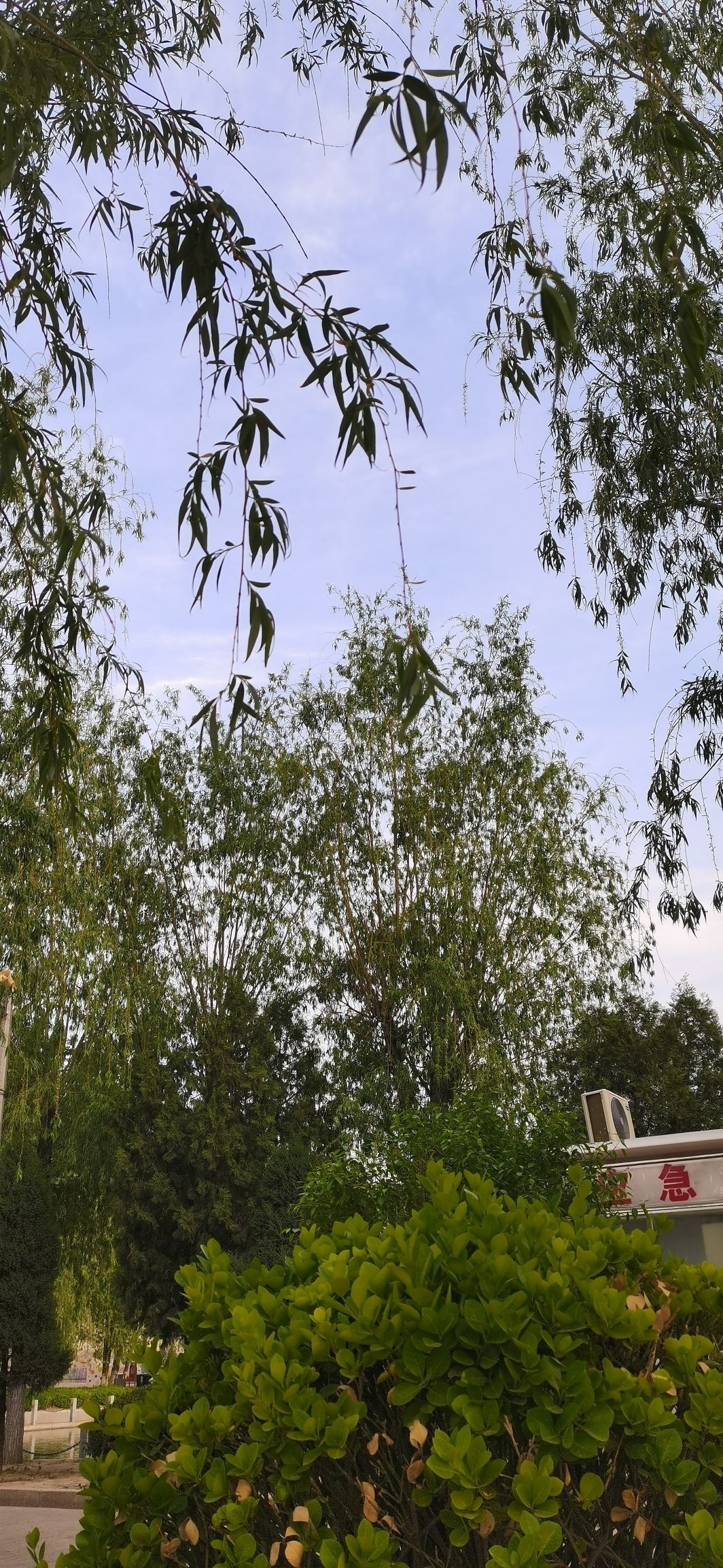 莲花池公园旅行图片 2