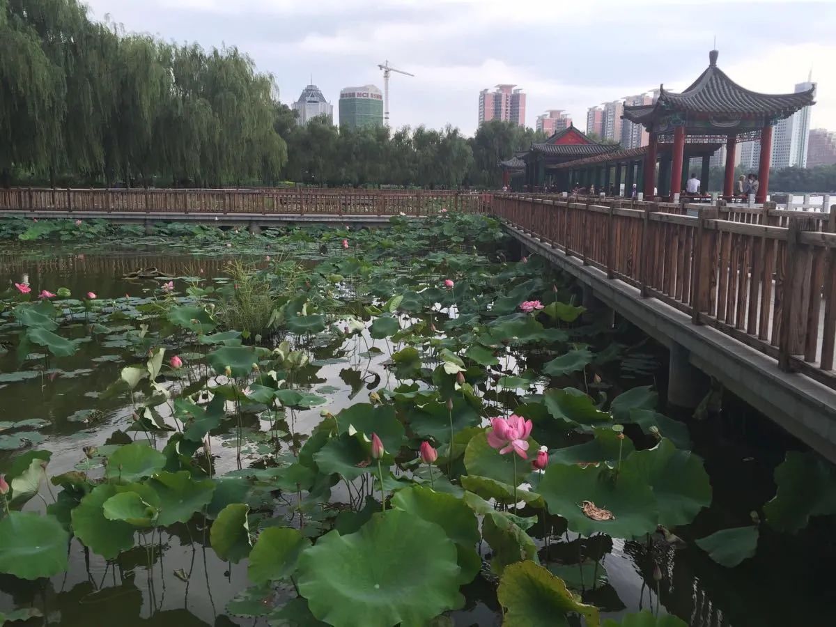 莲花池公园旅行图片 2