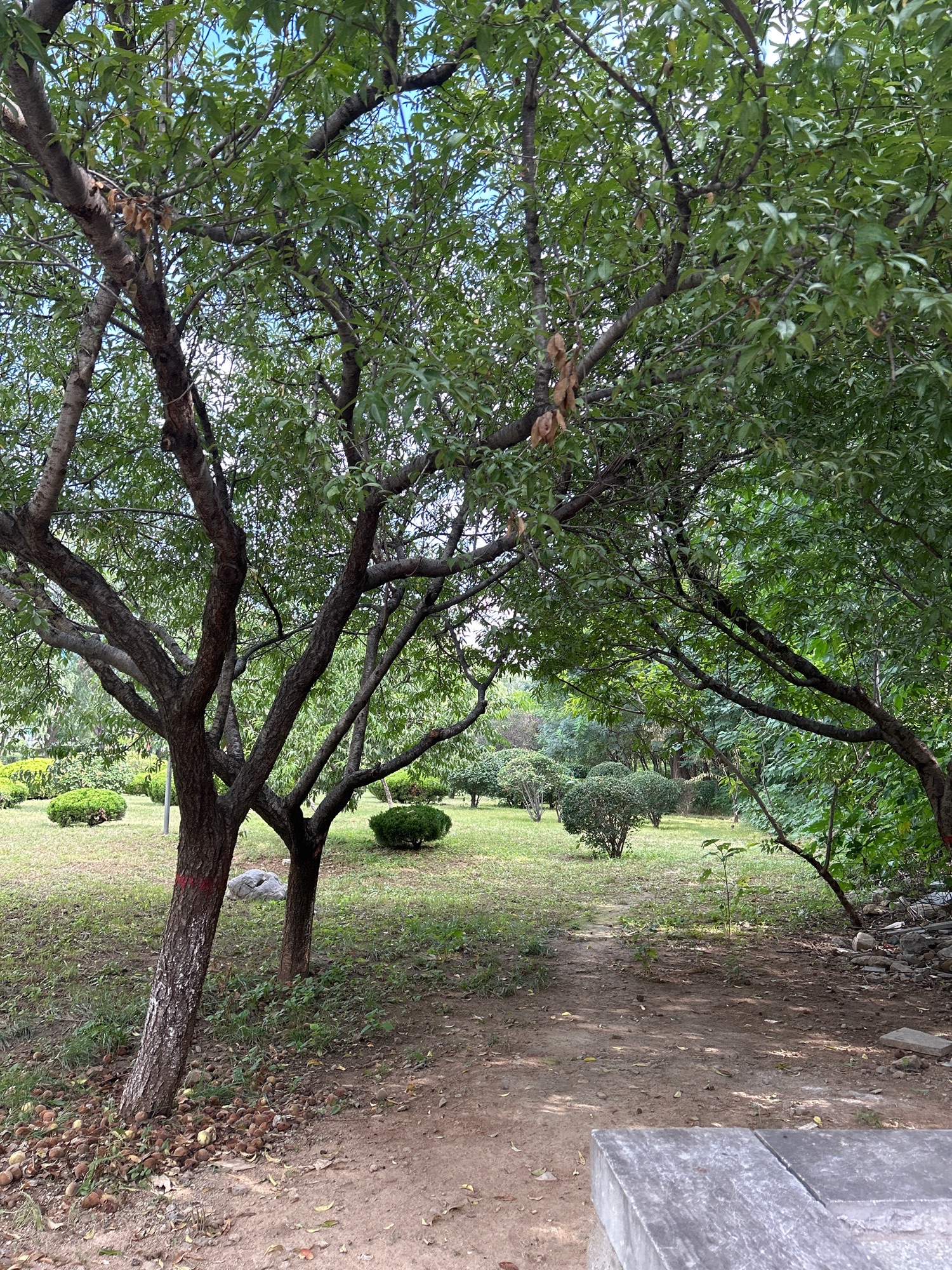 双龙山公园旅行图片 1