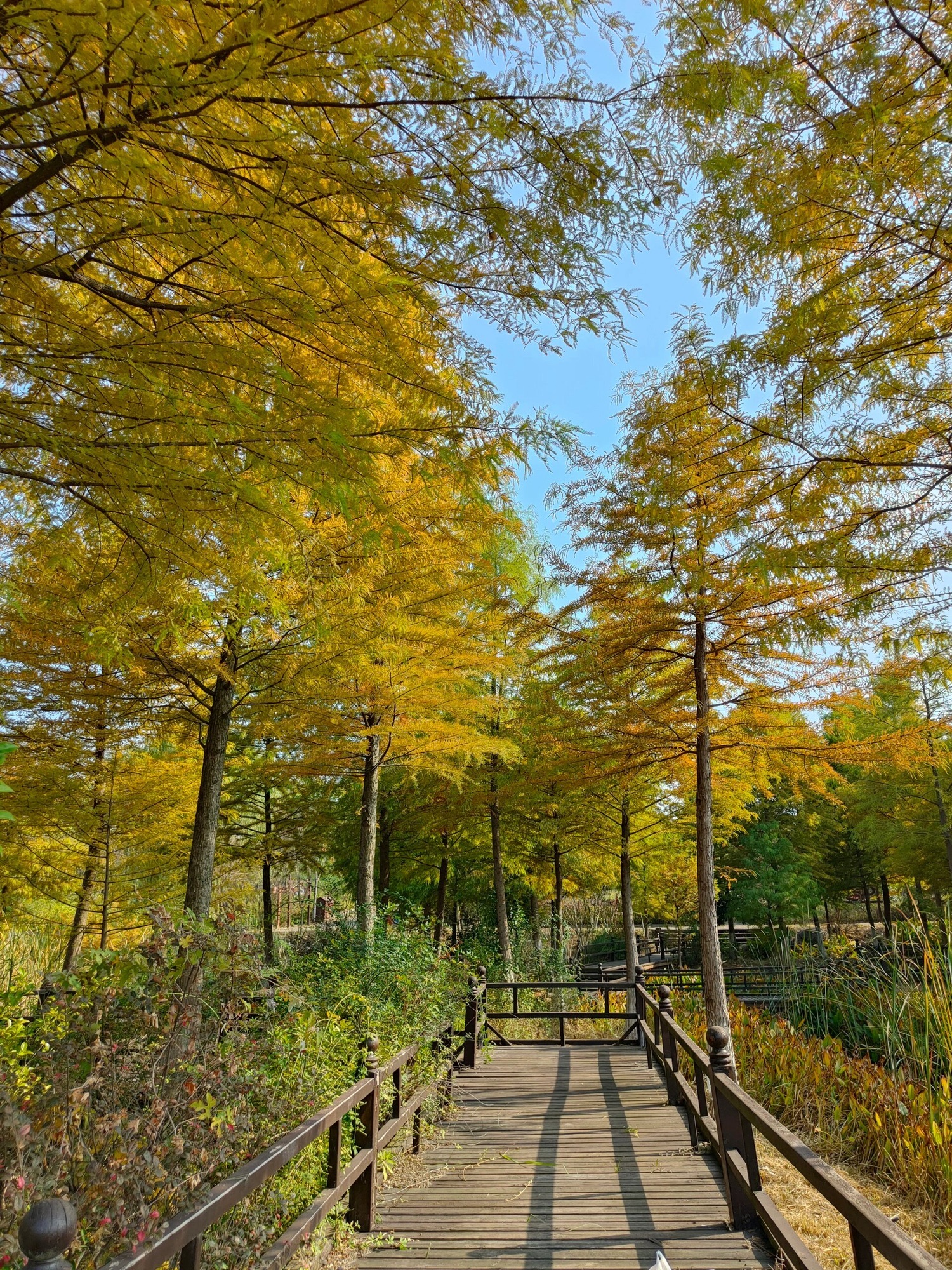 江苏茶博园旅行图片 1