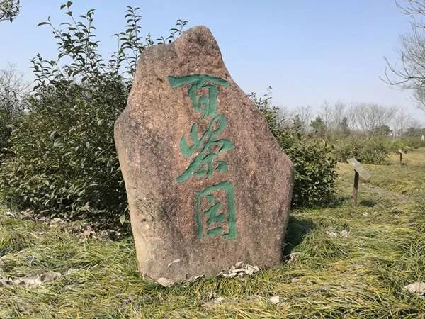 江苏茶博园旅行图片
