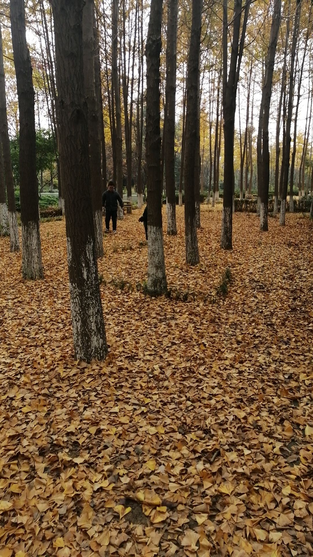 东湖公园旅行图片 2
