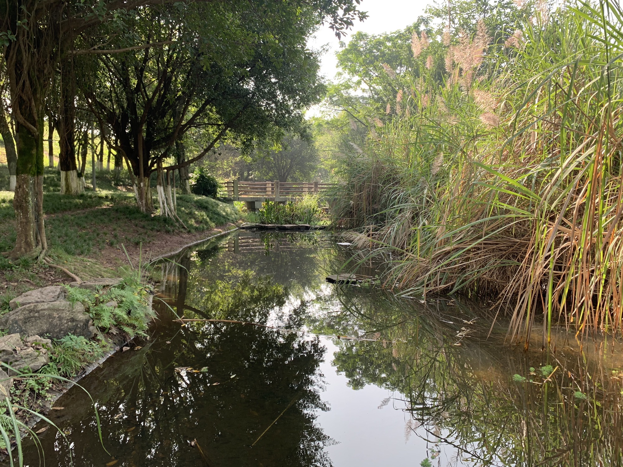 水体湿地公园旅行图片 3