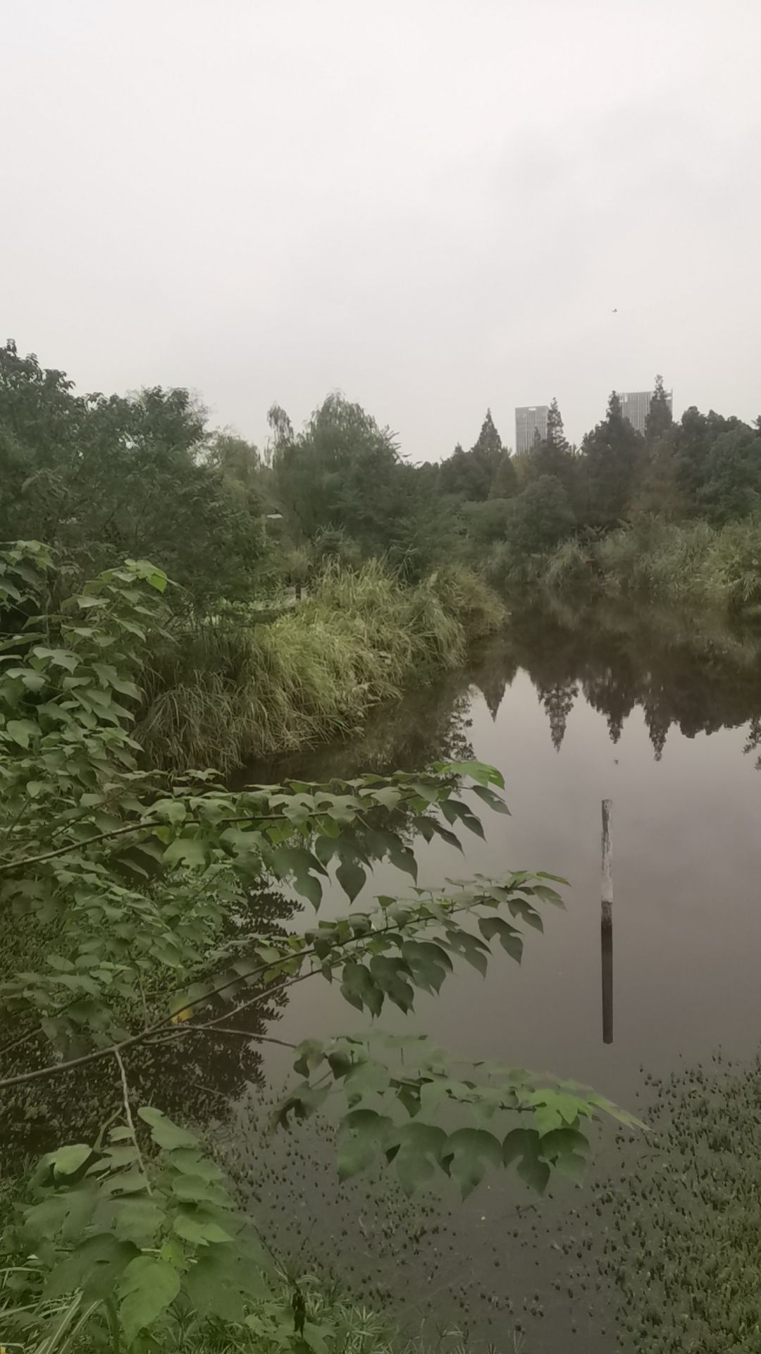 水体湿地公园旅行图片 1