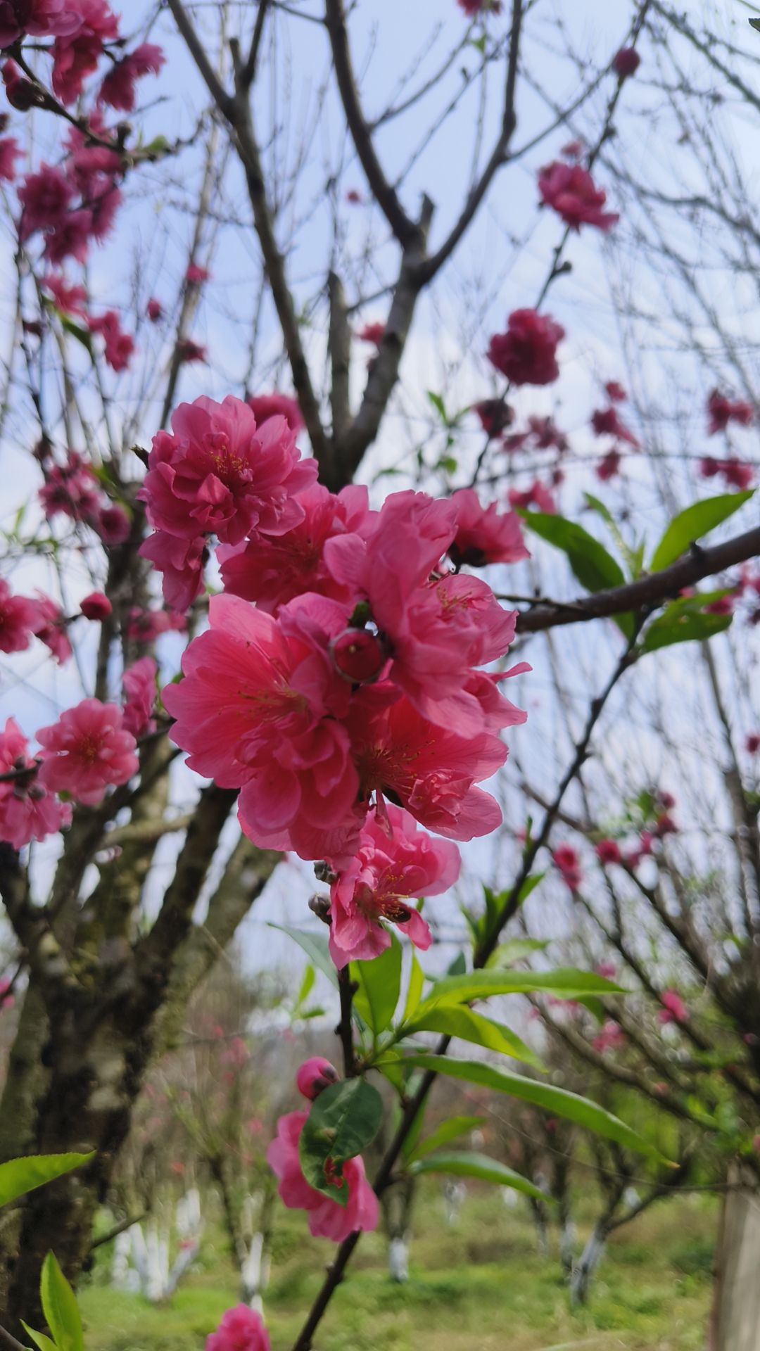 马运顶公园旅行图片 1