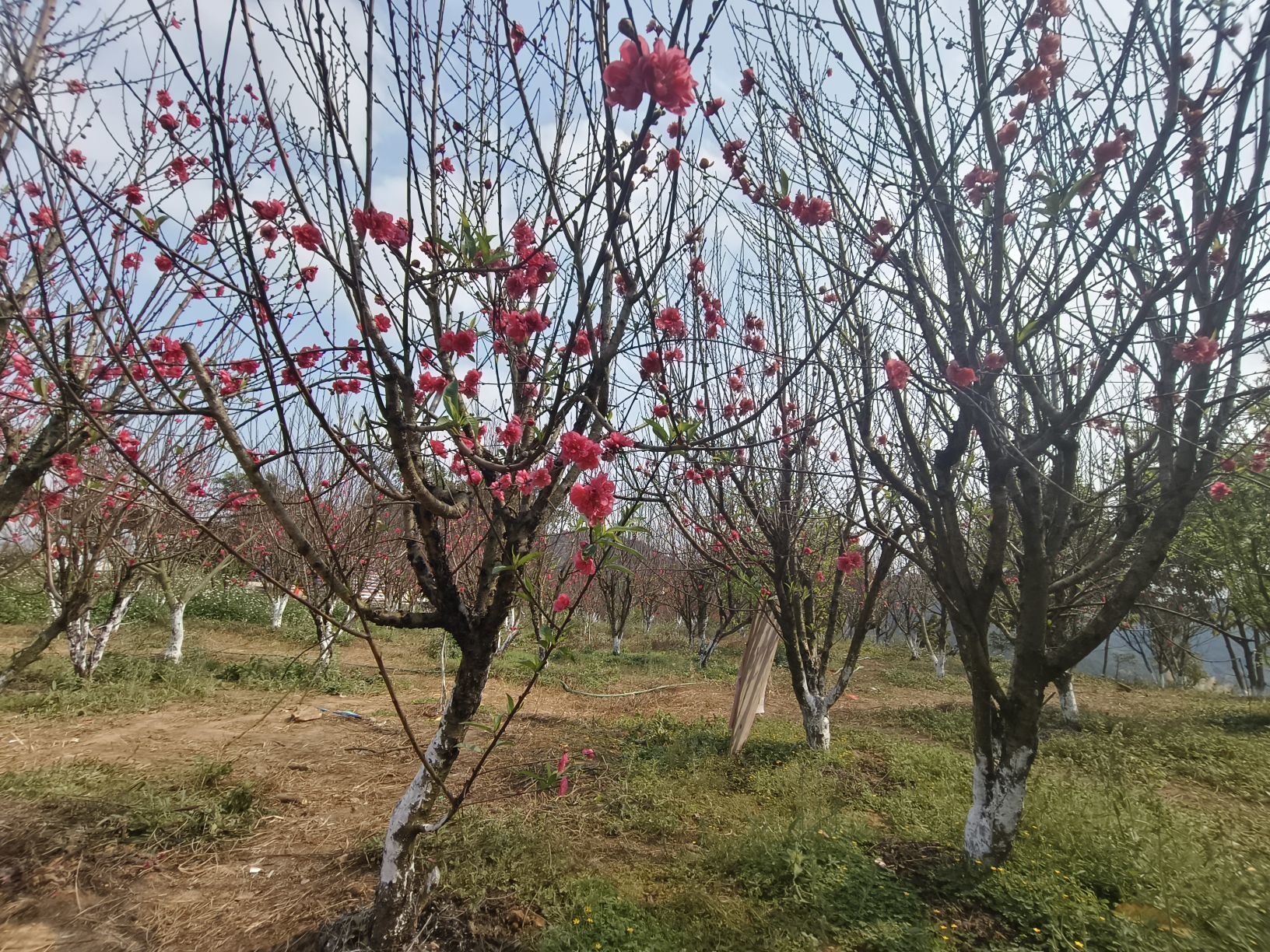 马运顶公园旅行图片 2