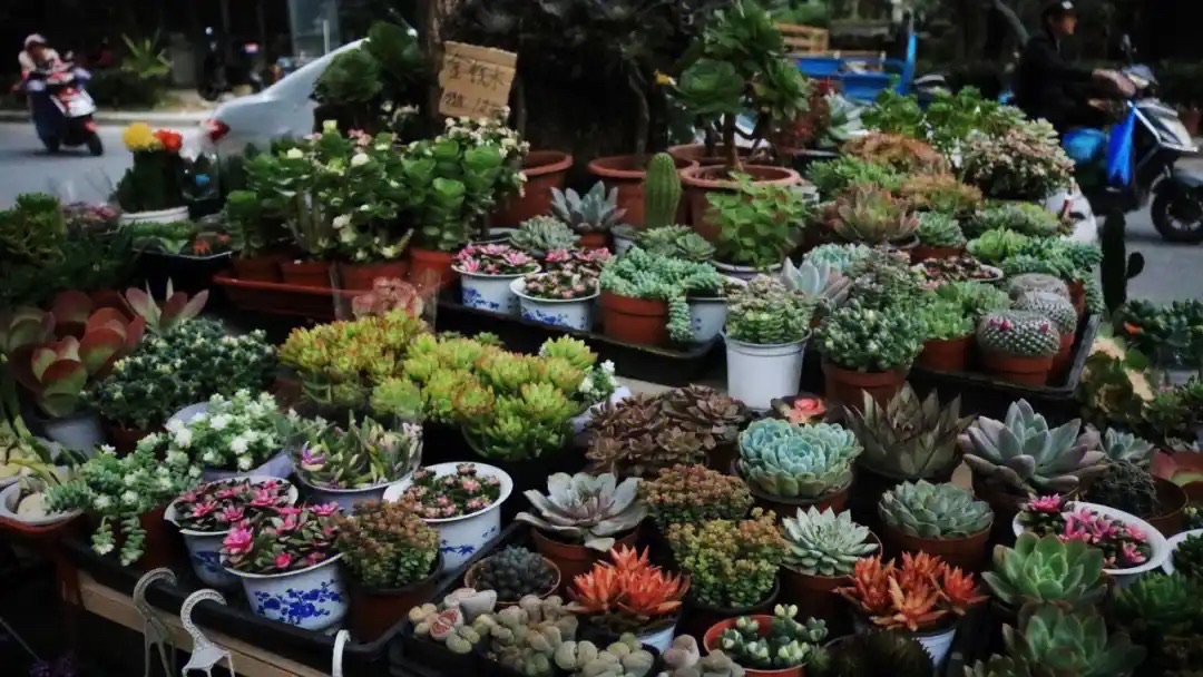 福州花鸟市场
