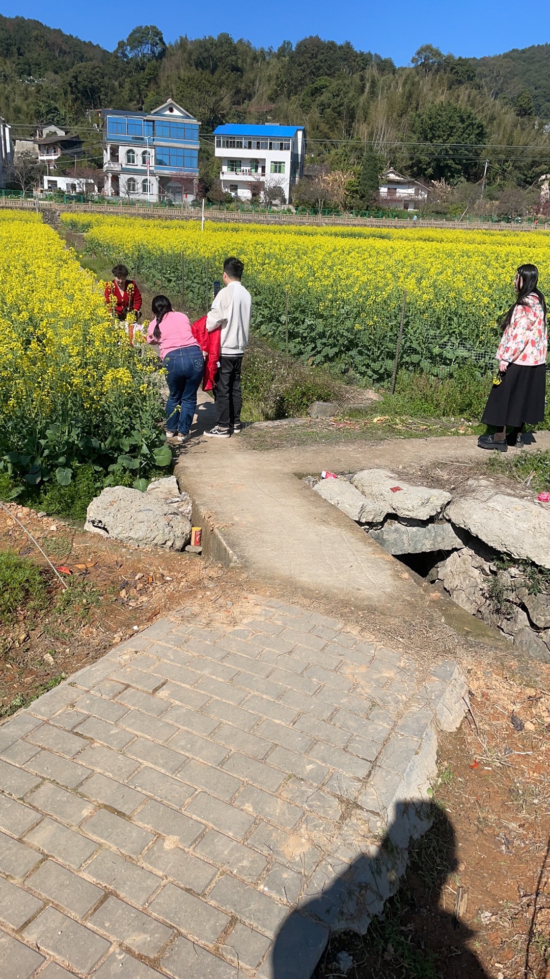 坪盘村油菜花旅行图片 1
