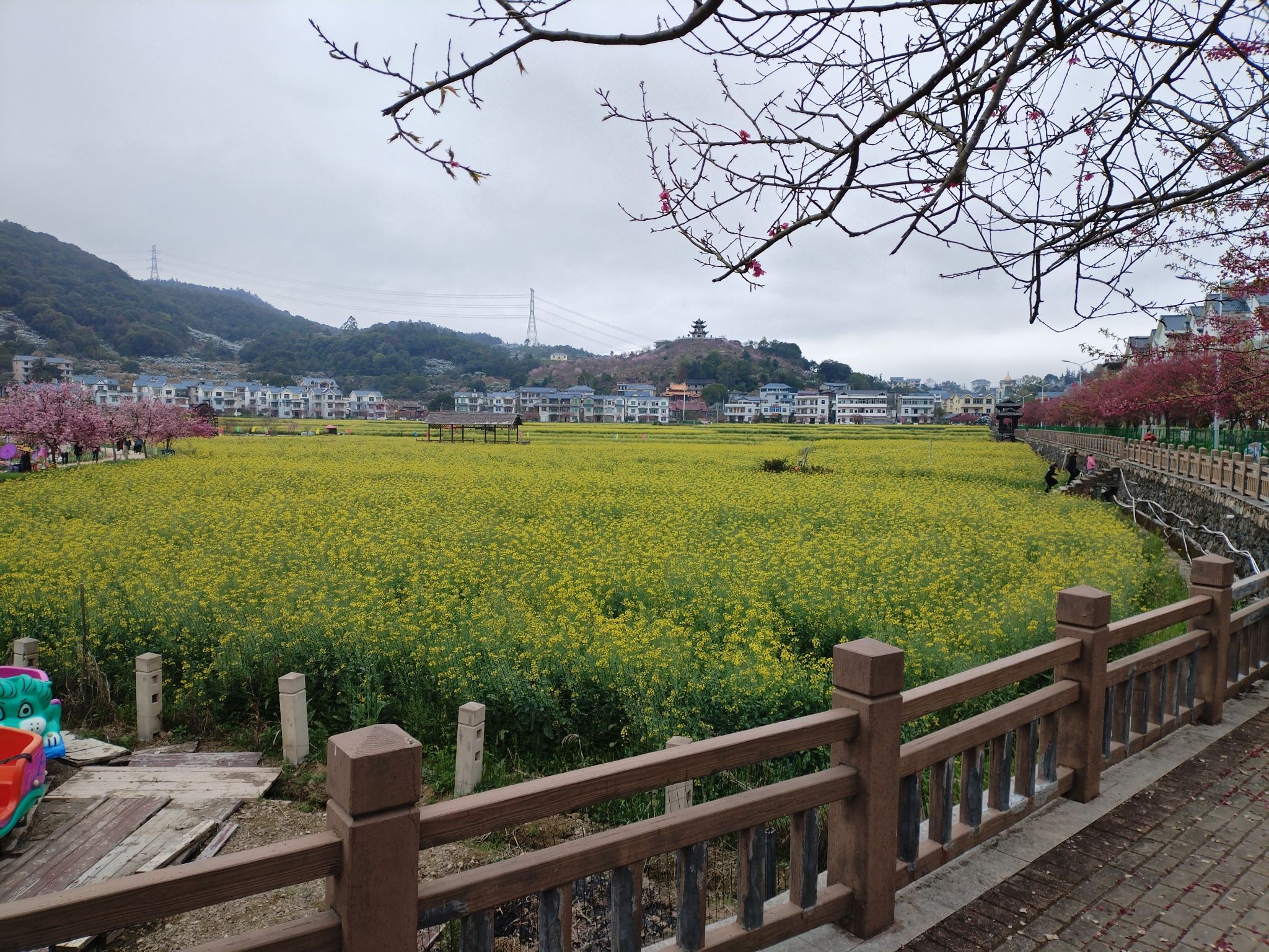 坪盘村油菜花旅行图片 2
