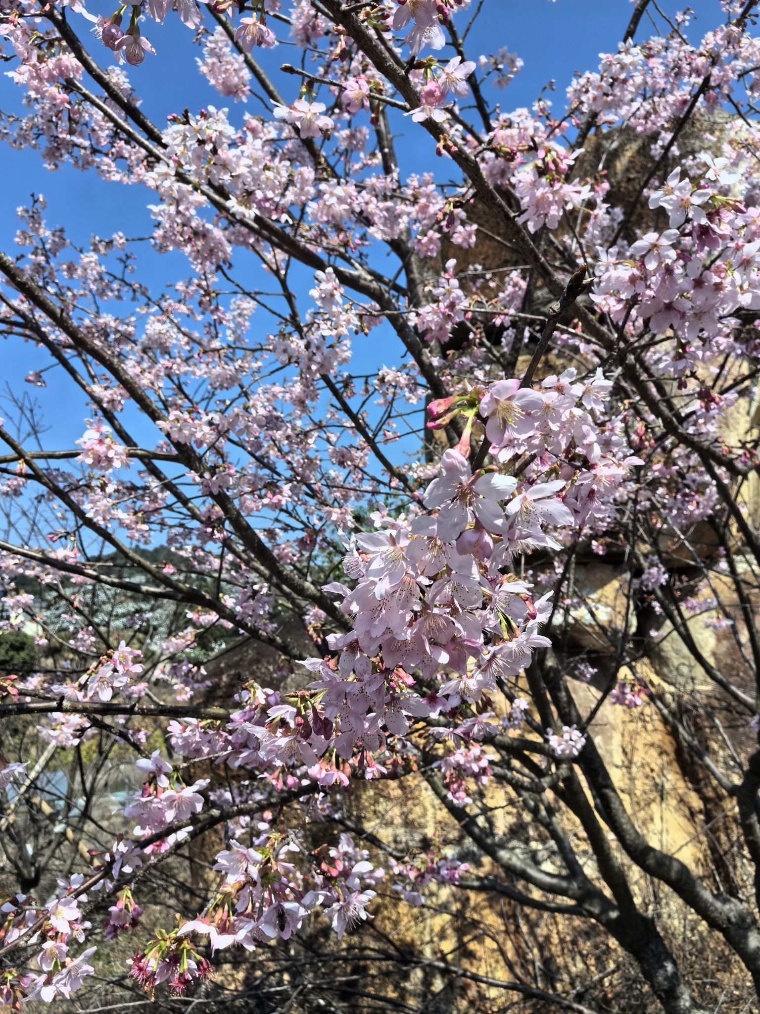 坪盘村油菜花旅行图片 1