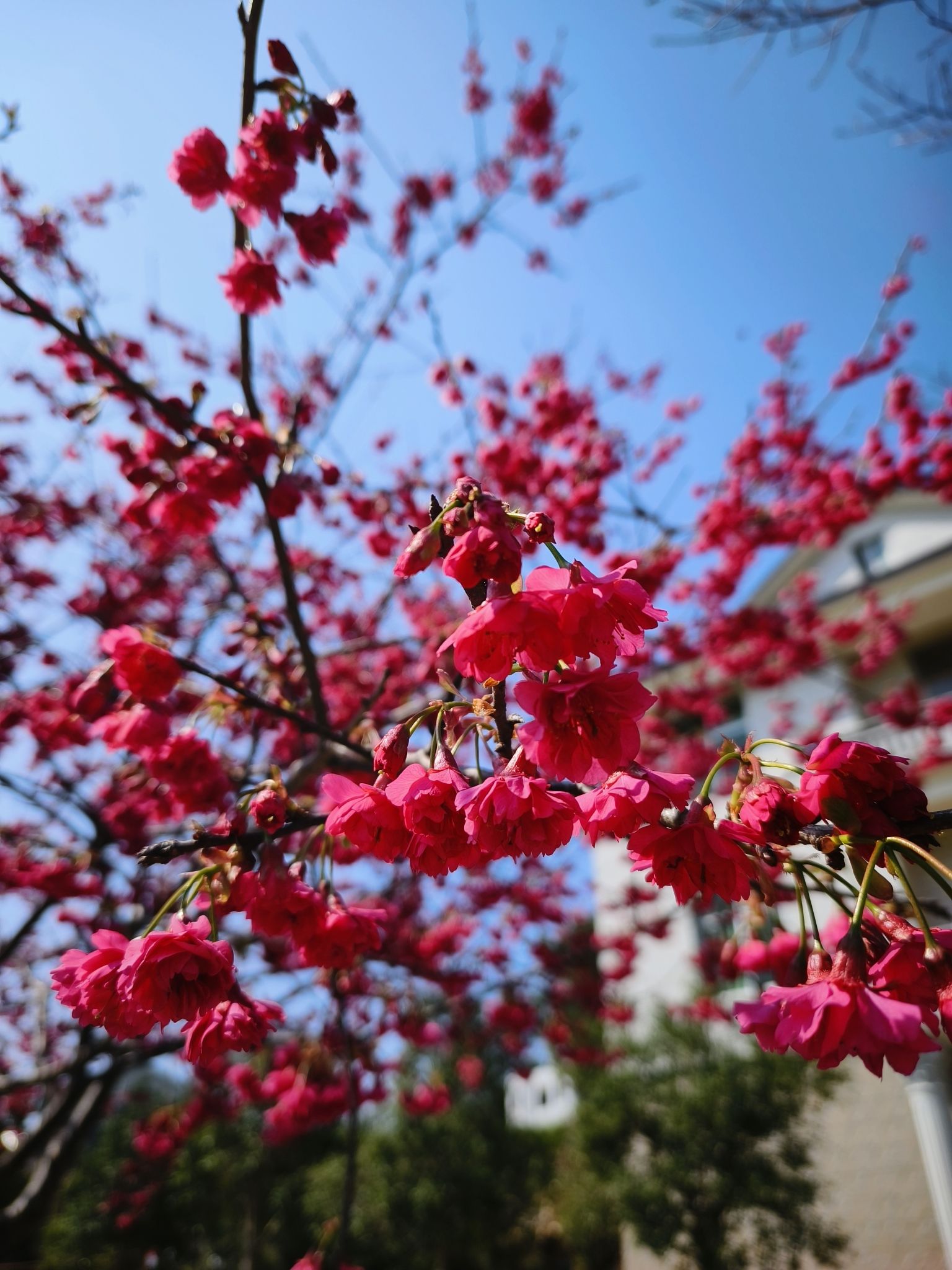 坪盘村油菜花旅行图片 3