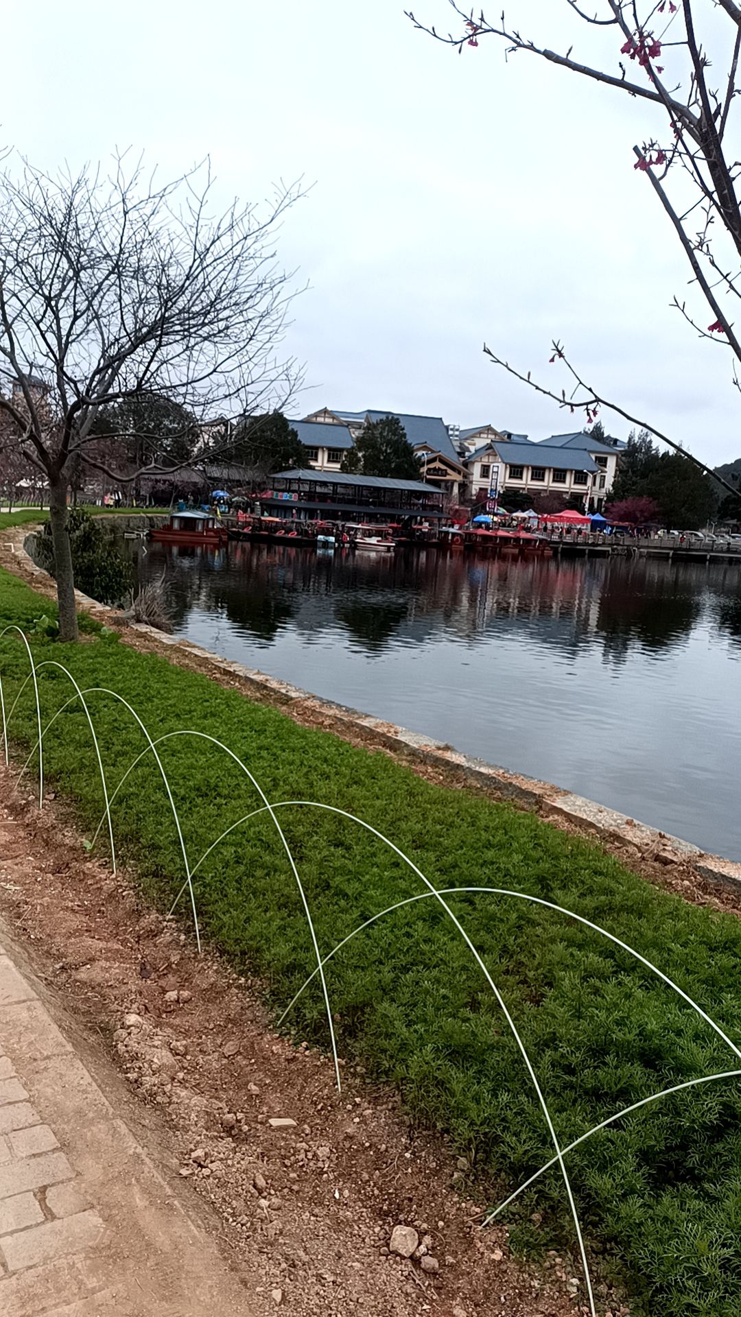 坪盘村油菜花旅行图片 1