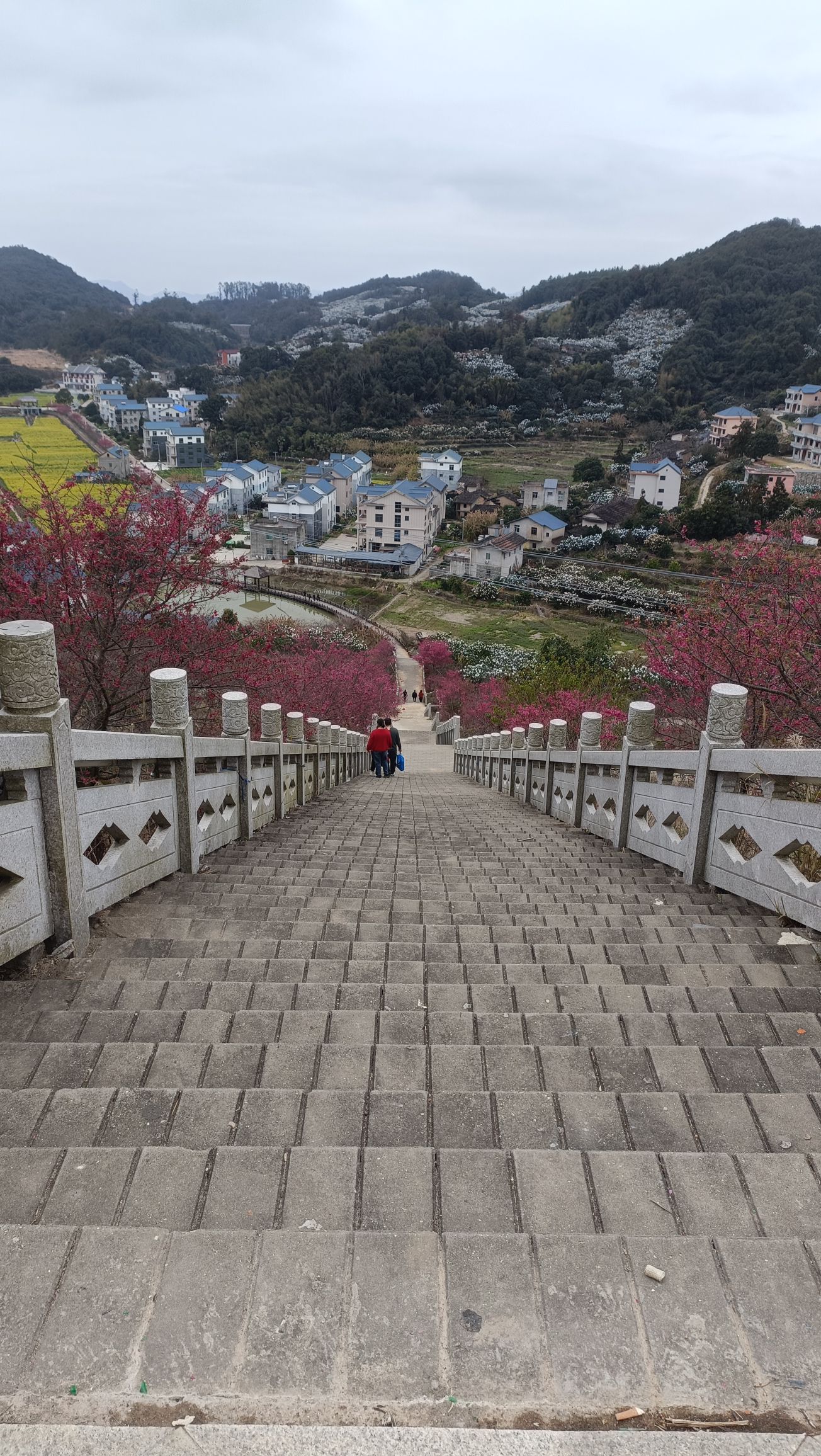 坪盘村油菜花旅行图片 3