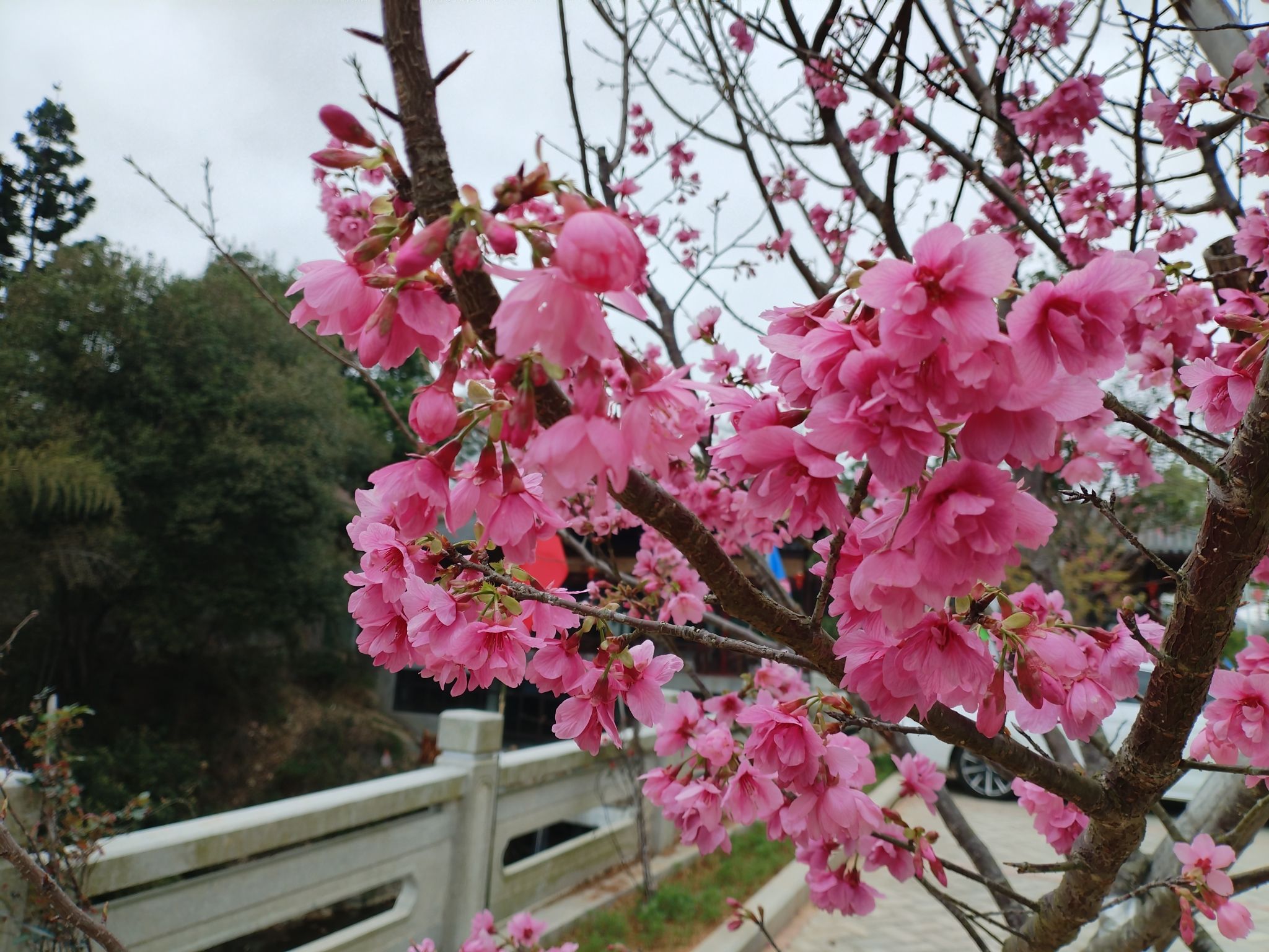 坪盘村油菜花旅行图片 1