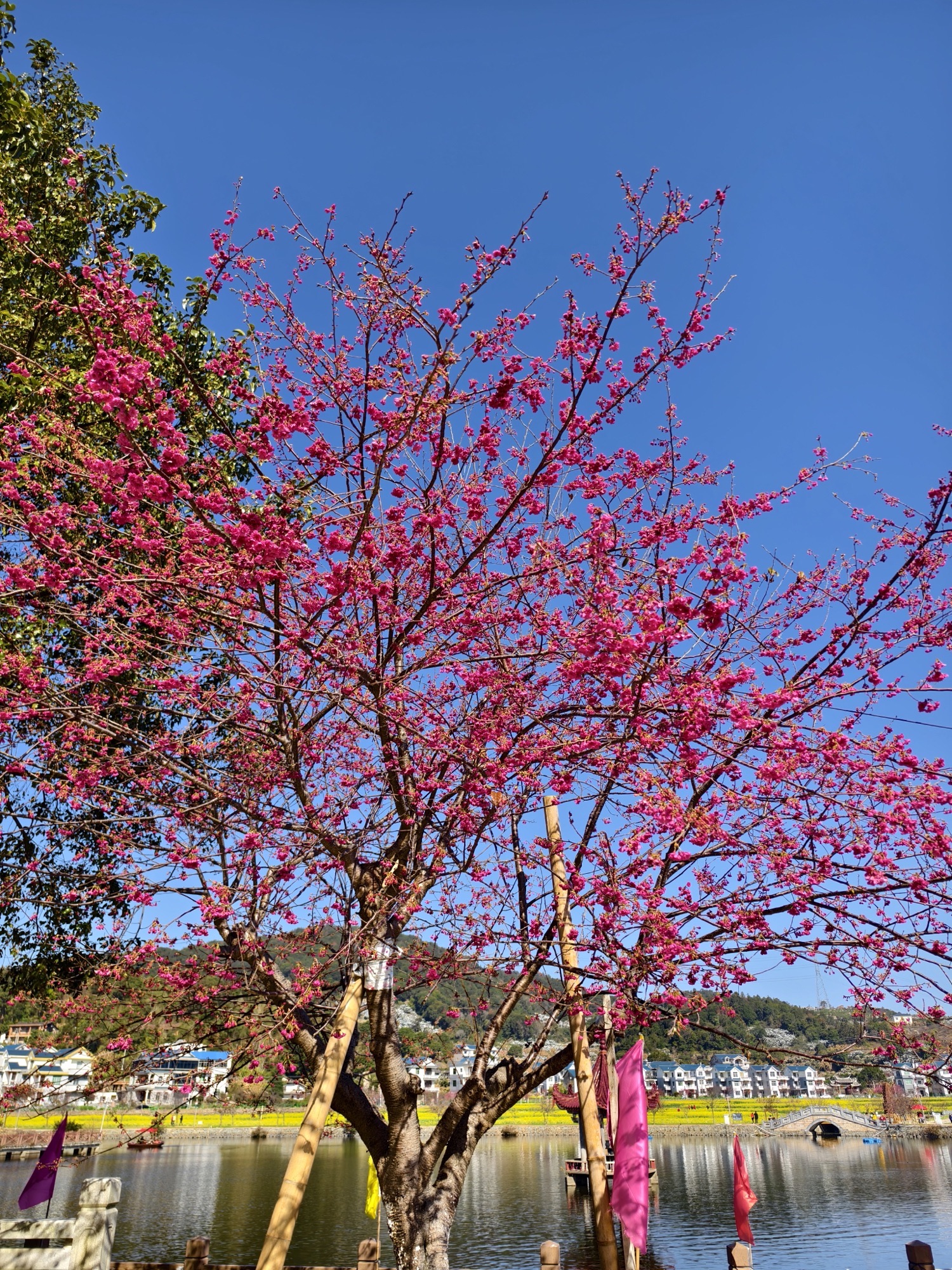 坪盘村油菜花旅行图片 3