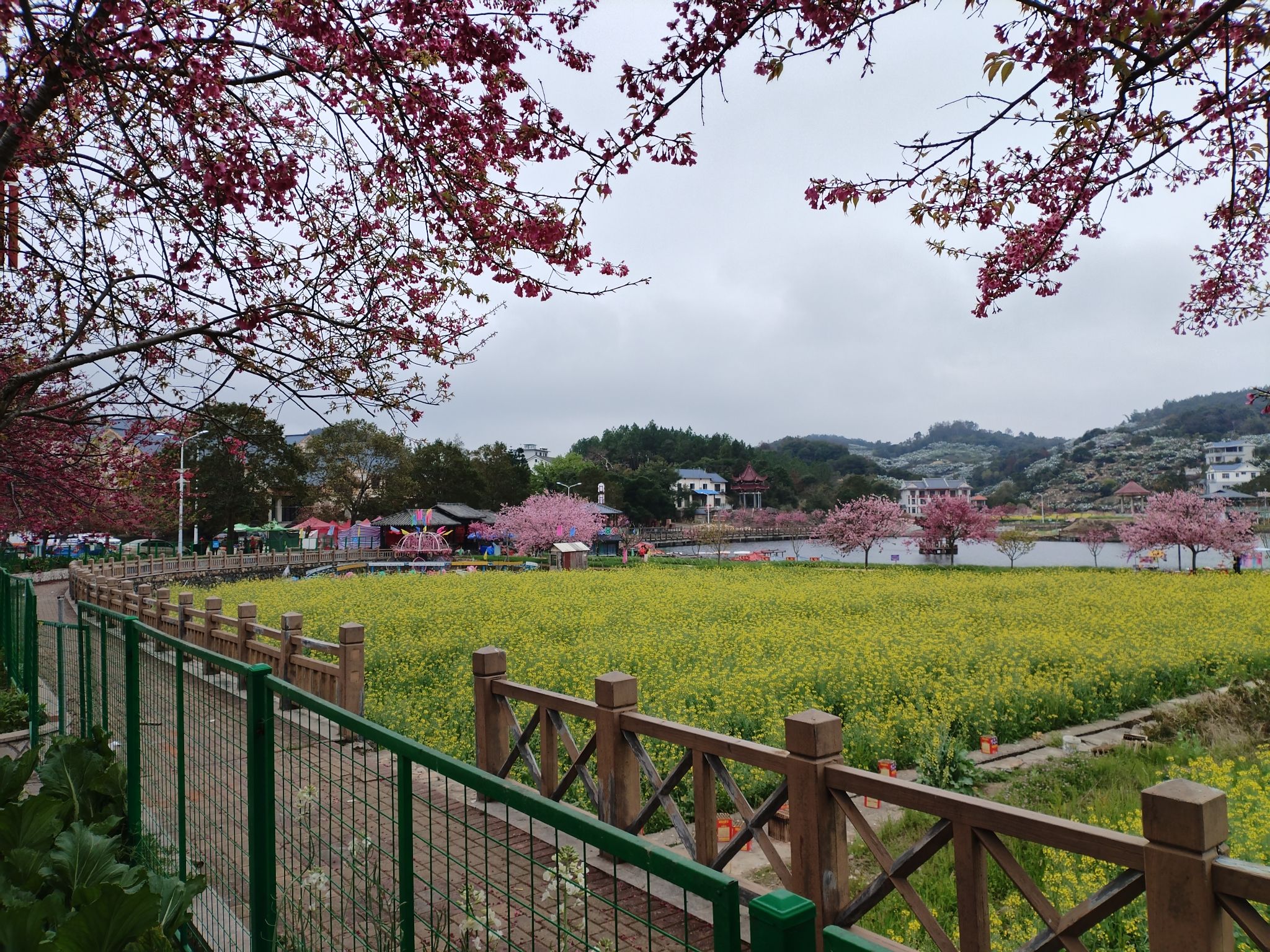 坪盘村油菜花旅行图片 3