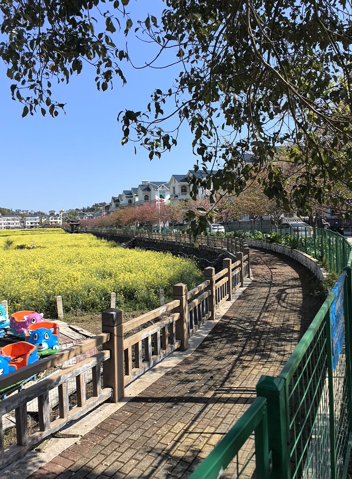 坪盘村油菜花旅行图片 2