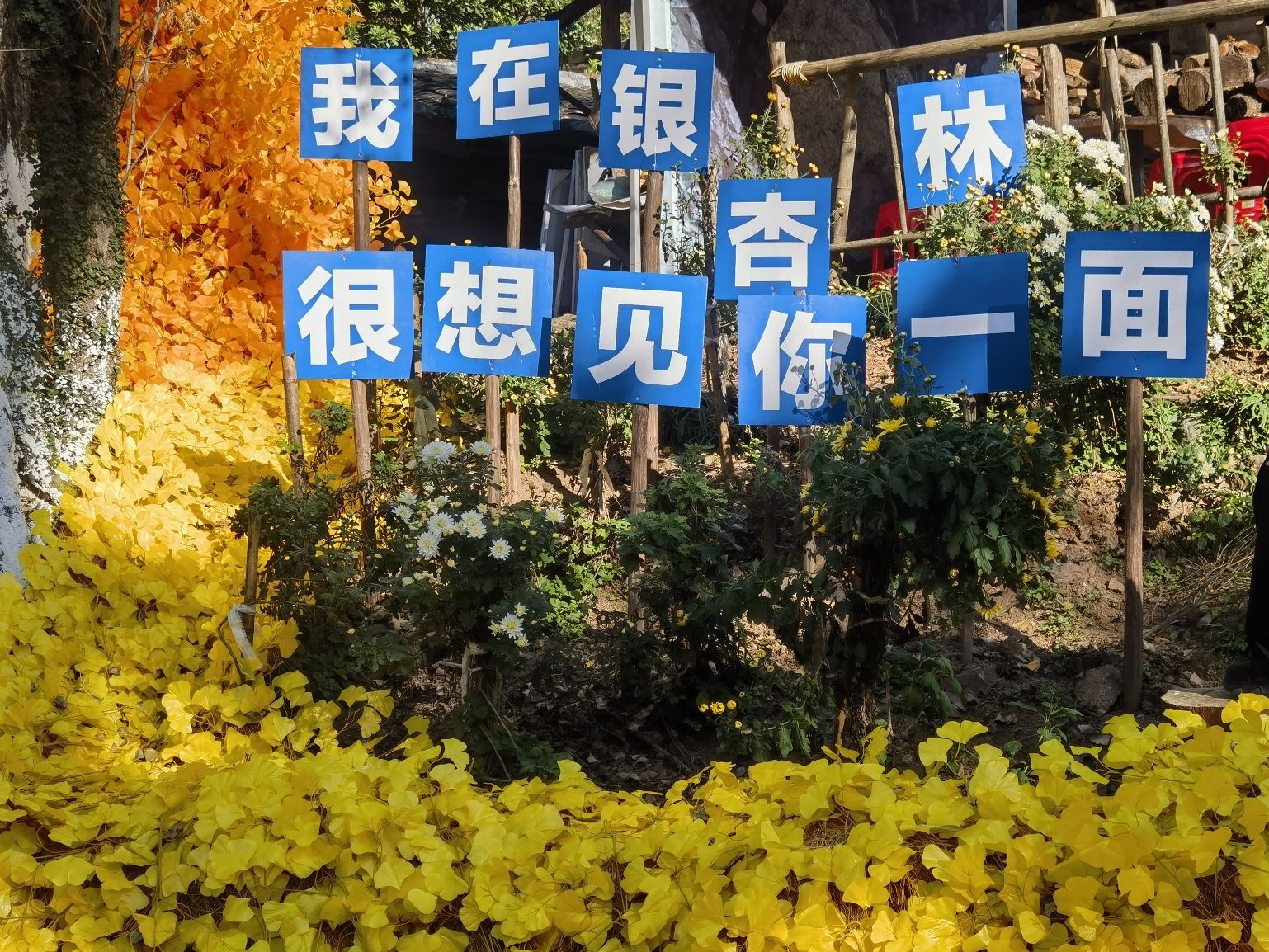 尤溪龙门银杏林旅行图片 1