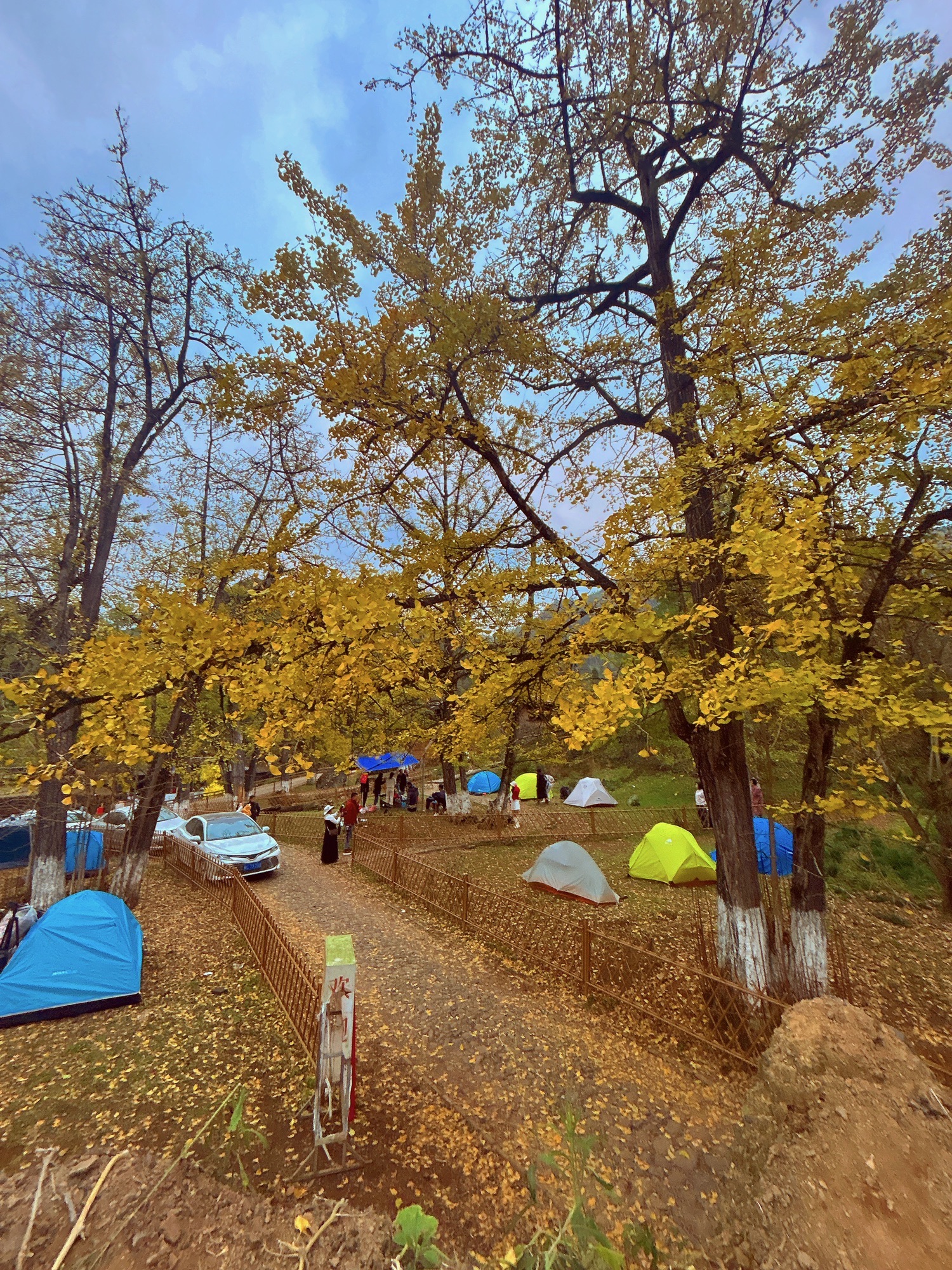 尤溪龙门银杏林旅行图片 1