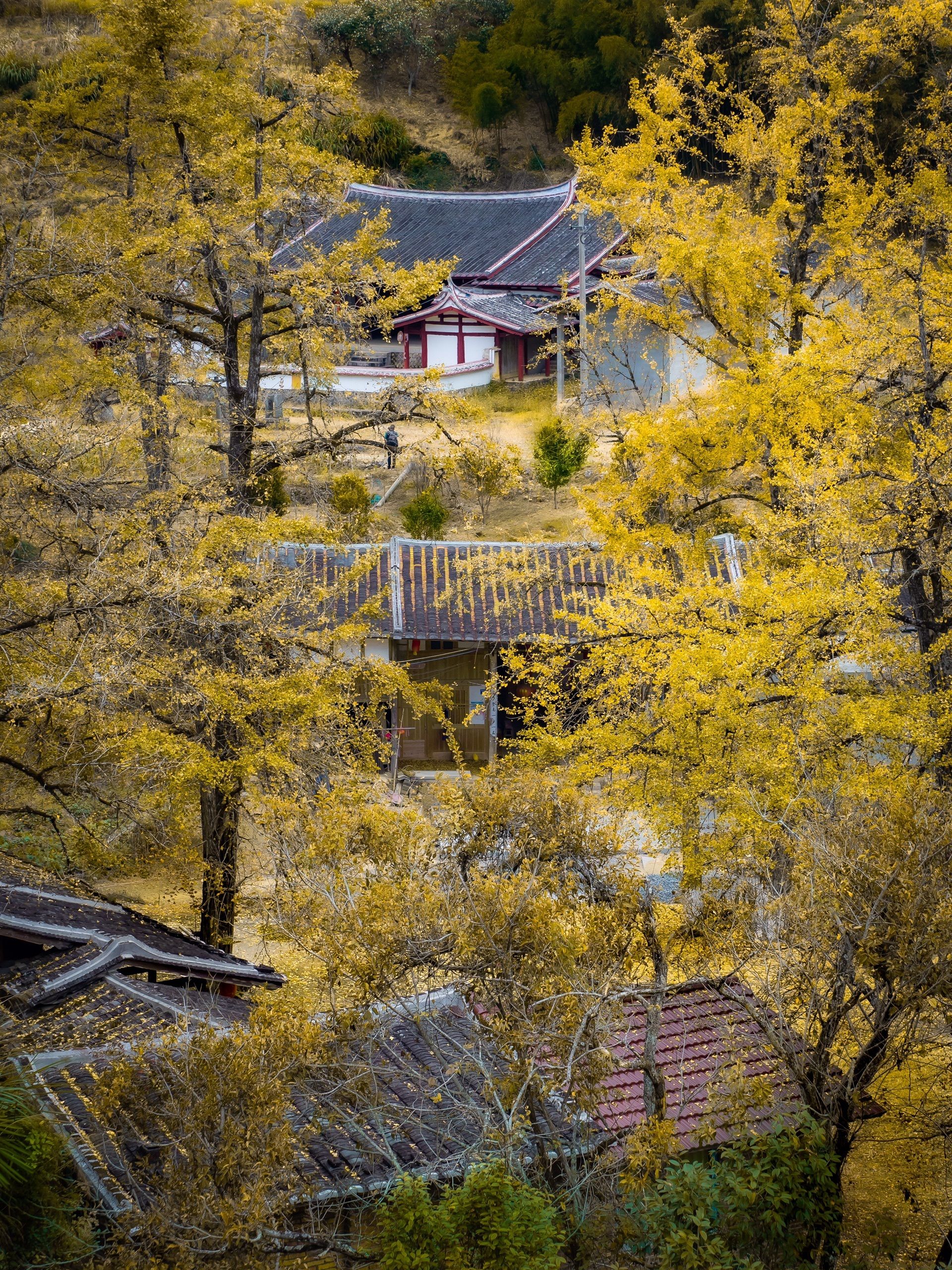 尤溪龙门银杏林旅行图片 1