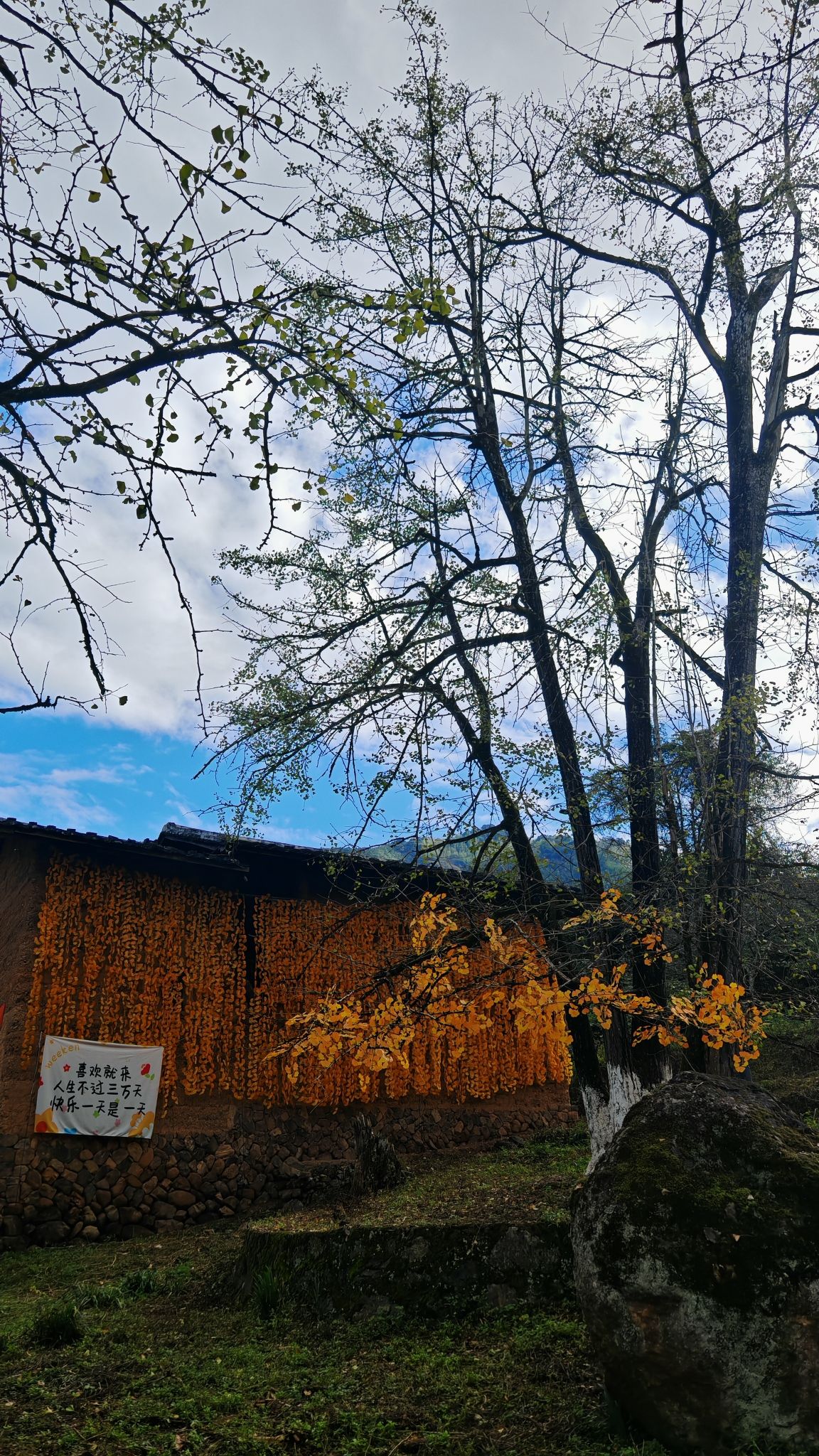 尤溪龙门银杏林旅行图片 3