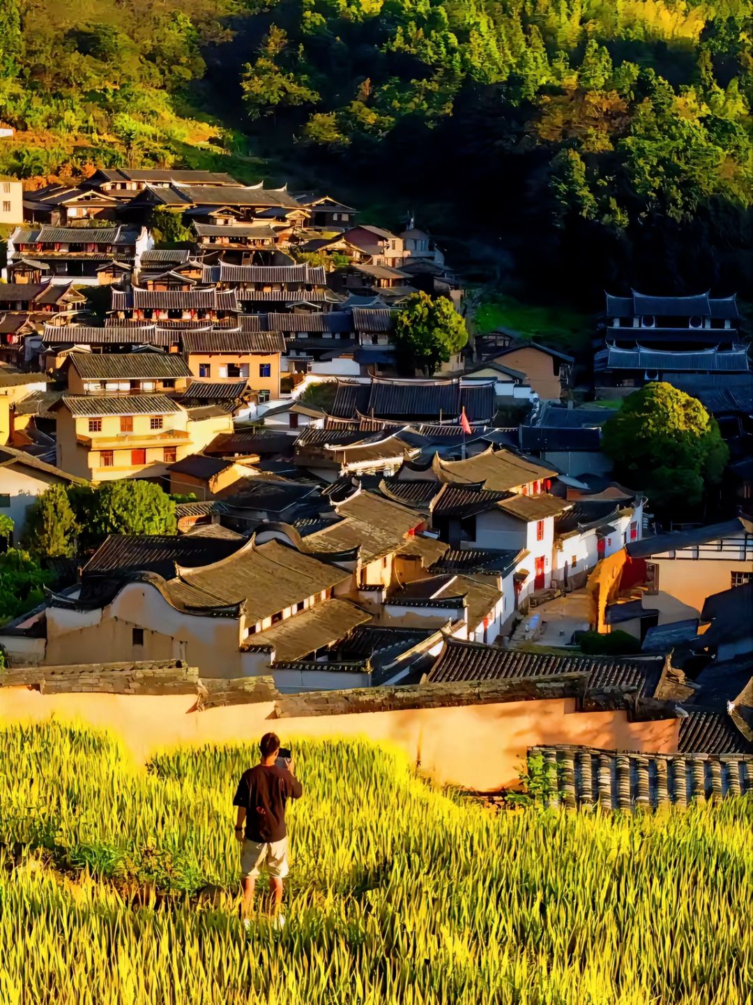 尤溪龙门银杏林旅行图片 3