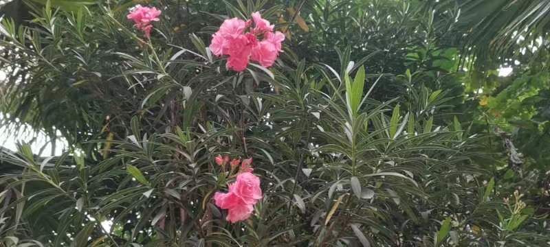 鹰潭西湖湿地公园旅行图片 1