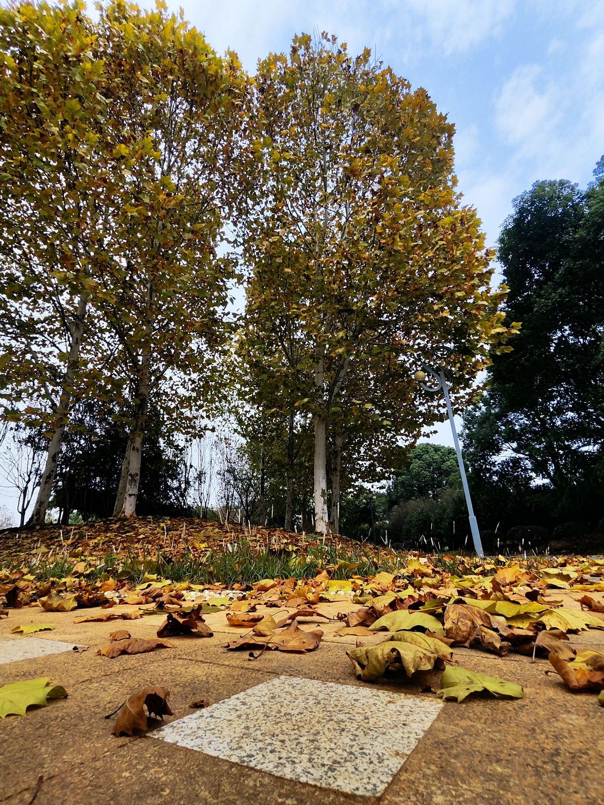 鹰潭西湖湿地公园旅行图片 1
