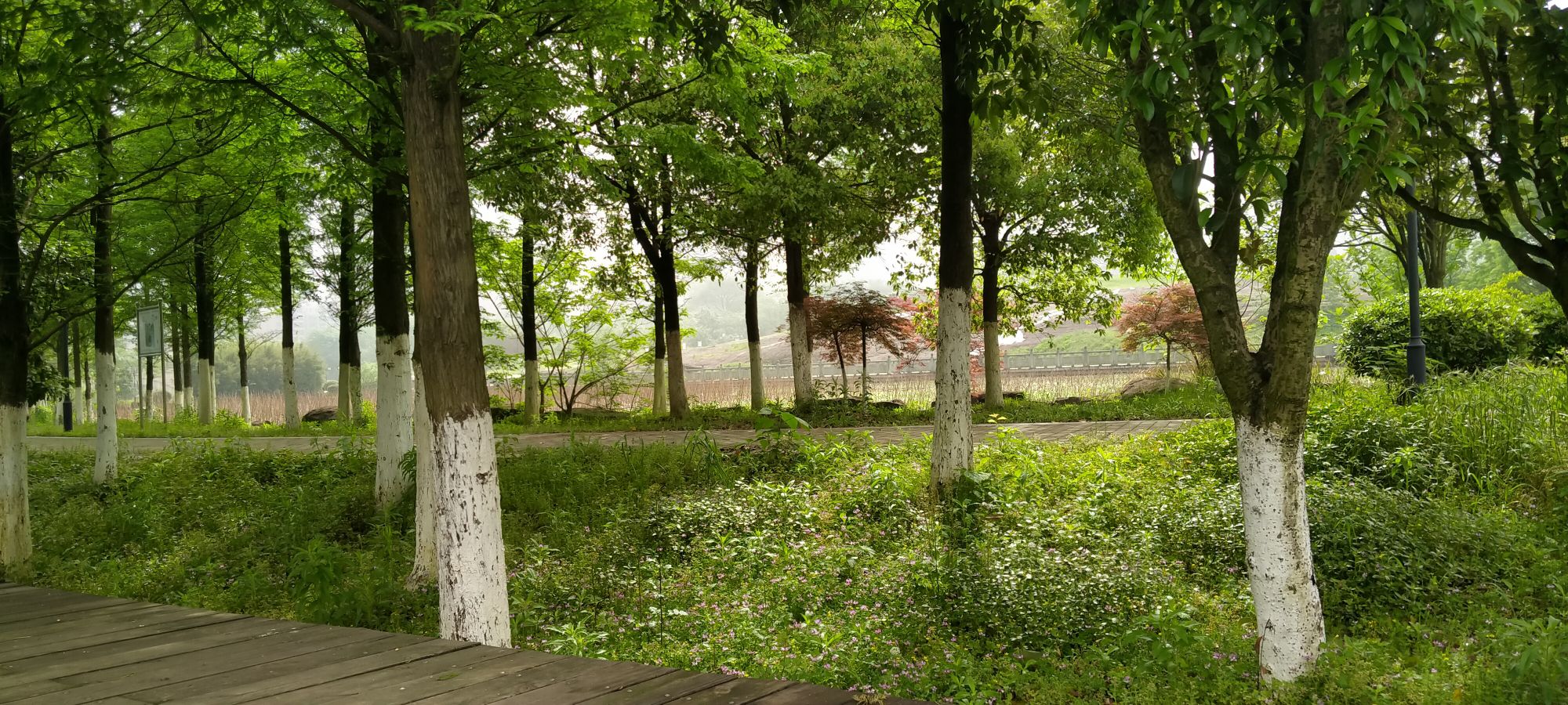 鹰潭西湖湿地公园旅行图片 1