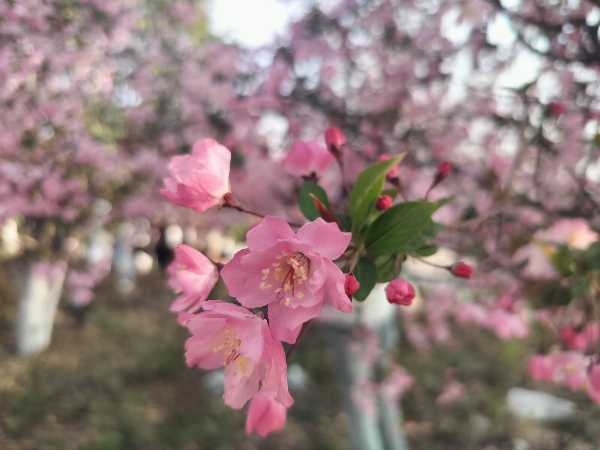 汉梁文化公园旅行图片 2