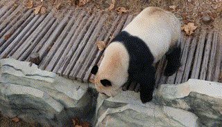 宿州野生动物园旅行图片 2