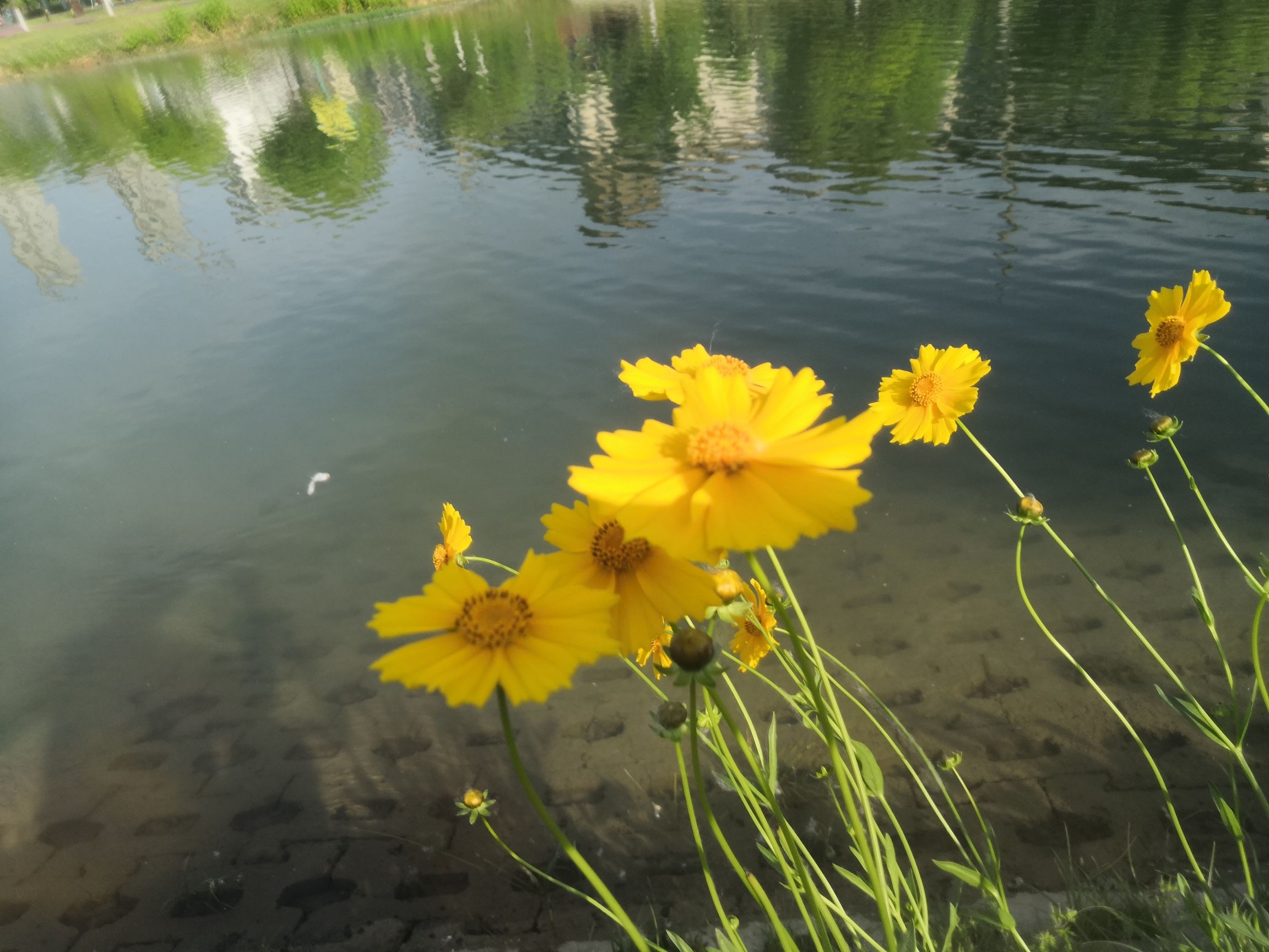 鹿鸣湖旅行图片 3