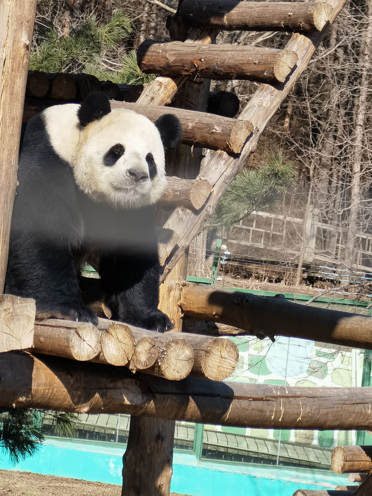 亚布力熊猫馆旅行图片 3