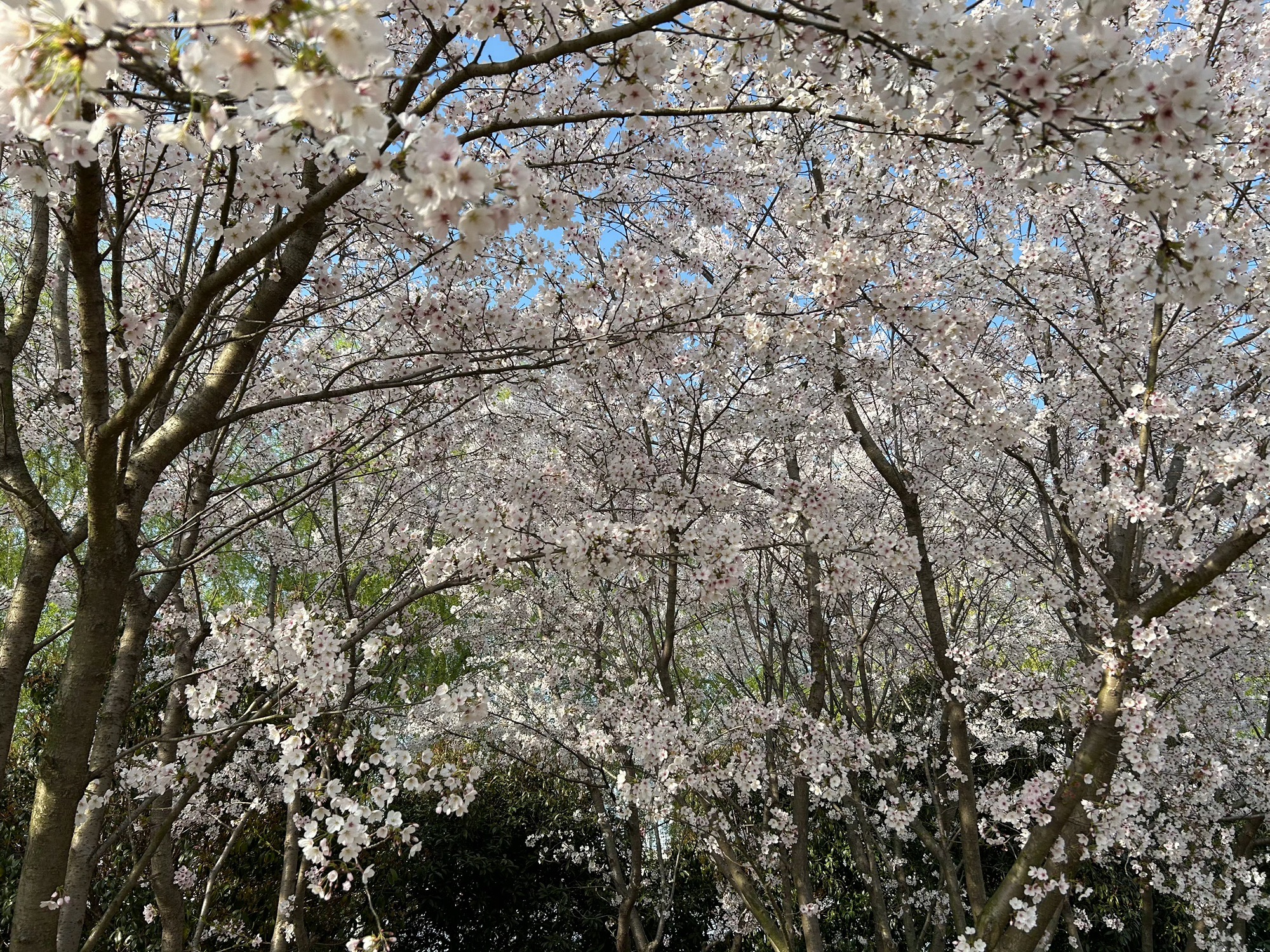 淮安市白马湖生态旅游景区旅行图片 2