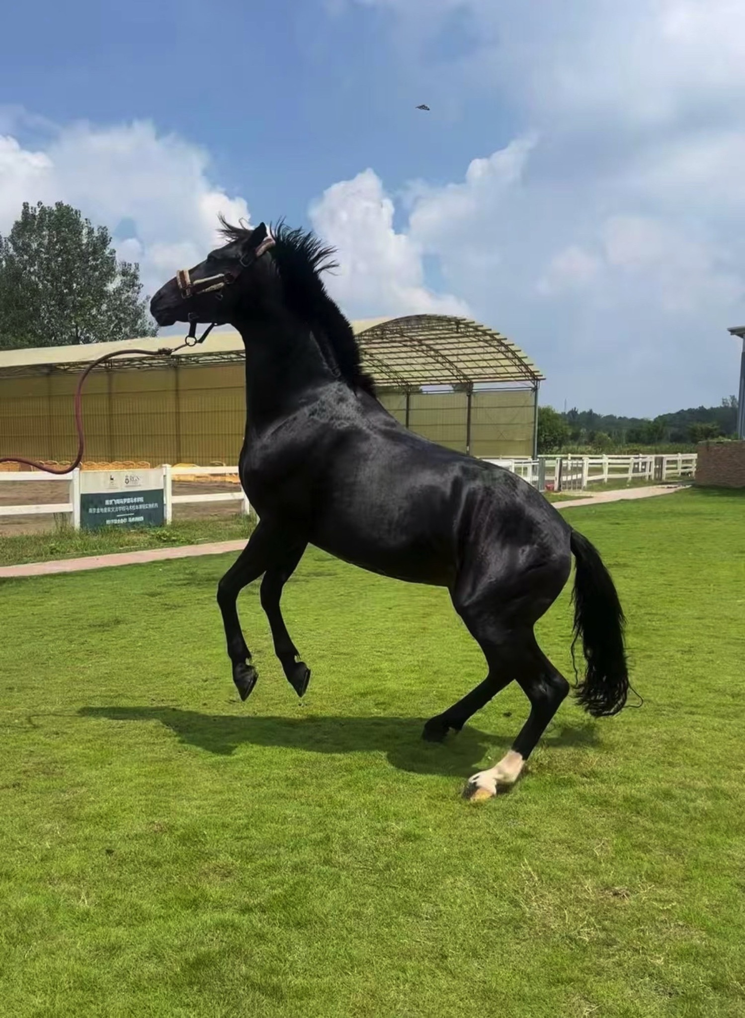场地封面-飞翔马国际马术俱乐部