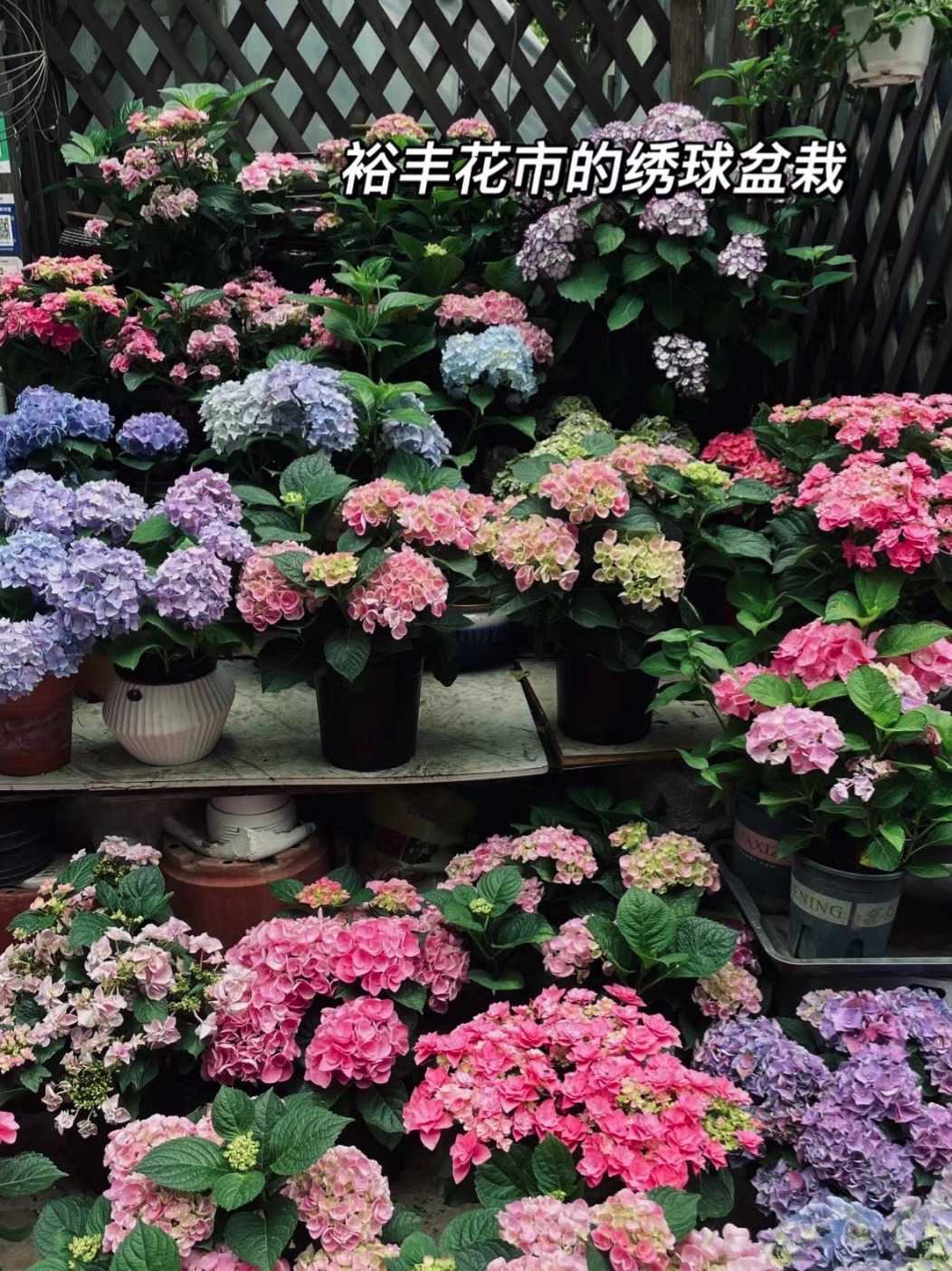 裕丰花市