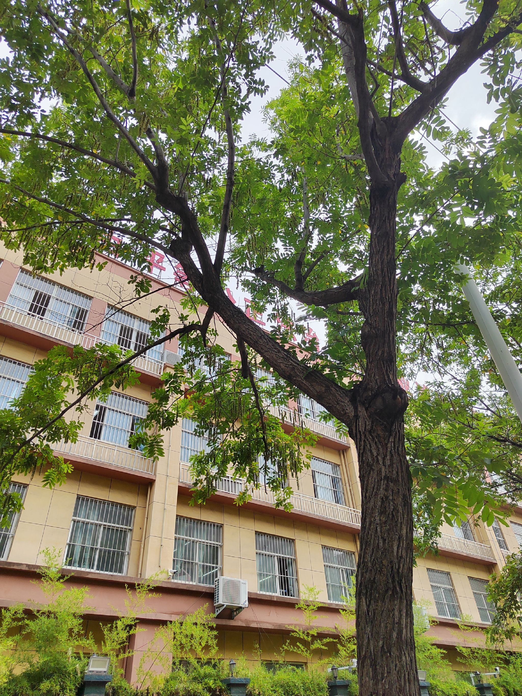 永城市第十小学