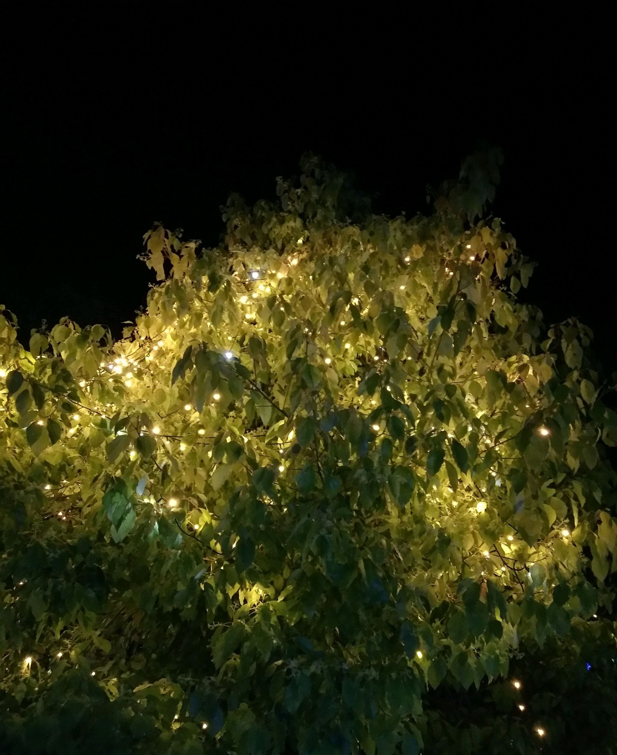 中华红枫园旅行图片 3